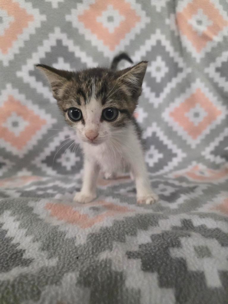 Enlarge Rome, a Adoptable mixed breed in Rockport, TX image 3/3