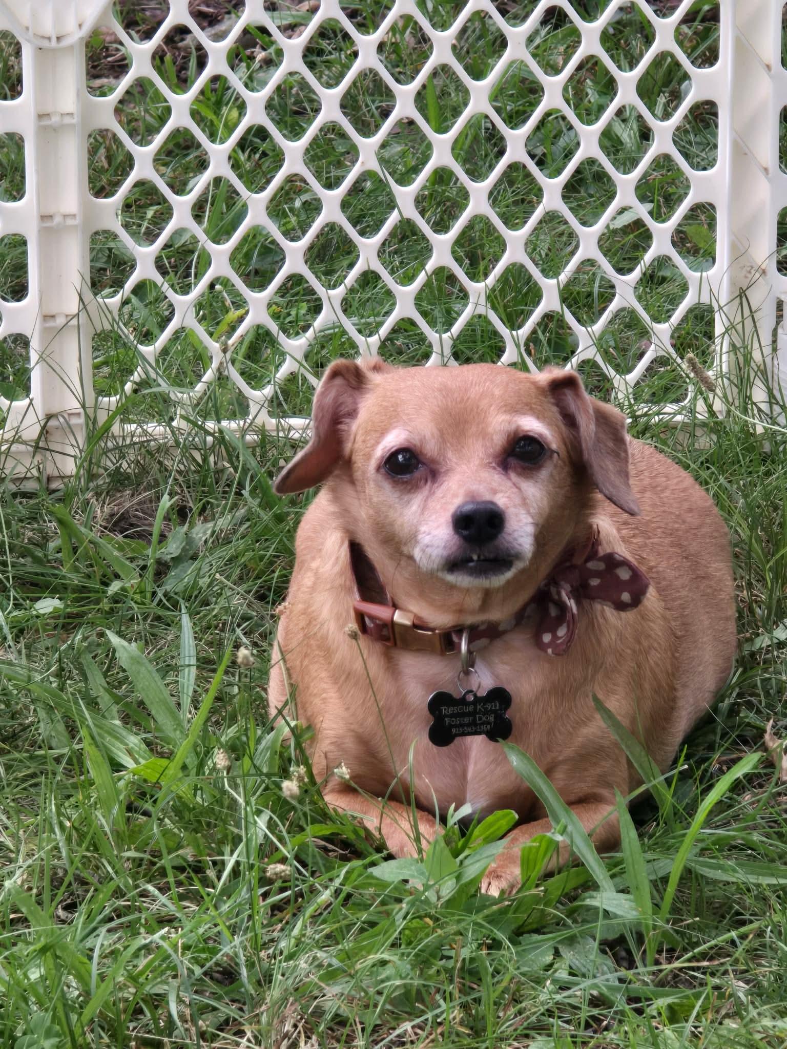 Diamond, Adoptable, Senior Female Dachshund & Chihuahua.
