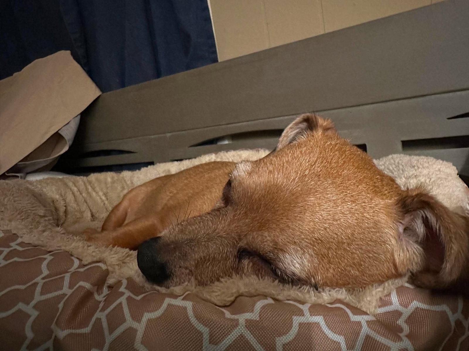 Enlarge Diamond, a Adoptable mixed breed in Merriam, KS image 2/3