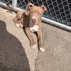 Enlarge Paisley, a ADOPTABLE mixed breed in Bernalillo, NM image 4/4