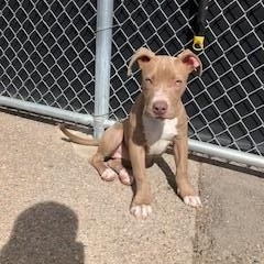 Enlarge Paisley, a ADOPTABLE mixed breed in Bernalillo, NM image 1/4