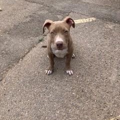 Enlarge Paisley, a ADOPTABLE mixed breed in Bernalillo, NM image 2/4