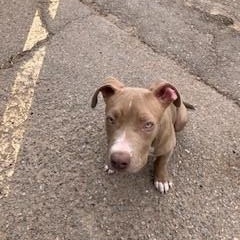 Enlarge Paisley, a ADOPTABLE mixed breed in Bernalillo, NM image 3/4