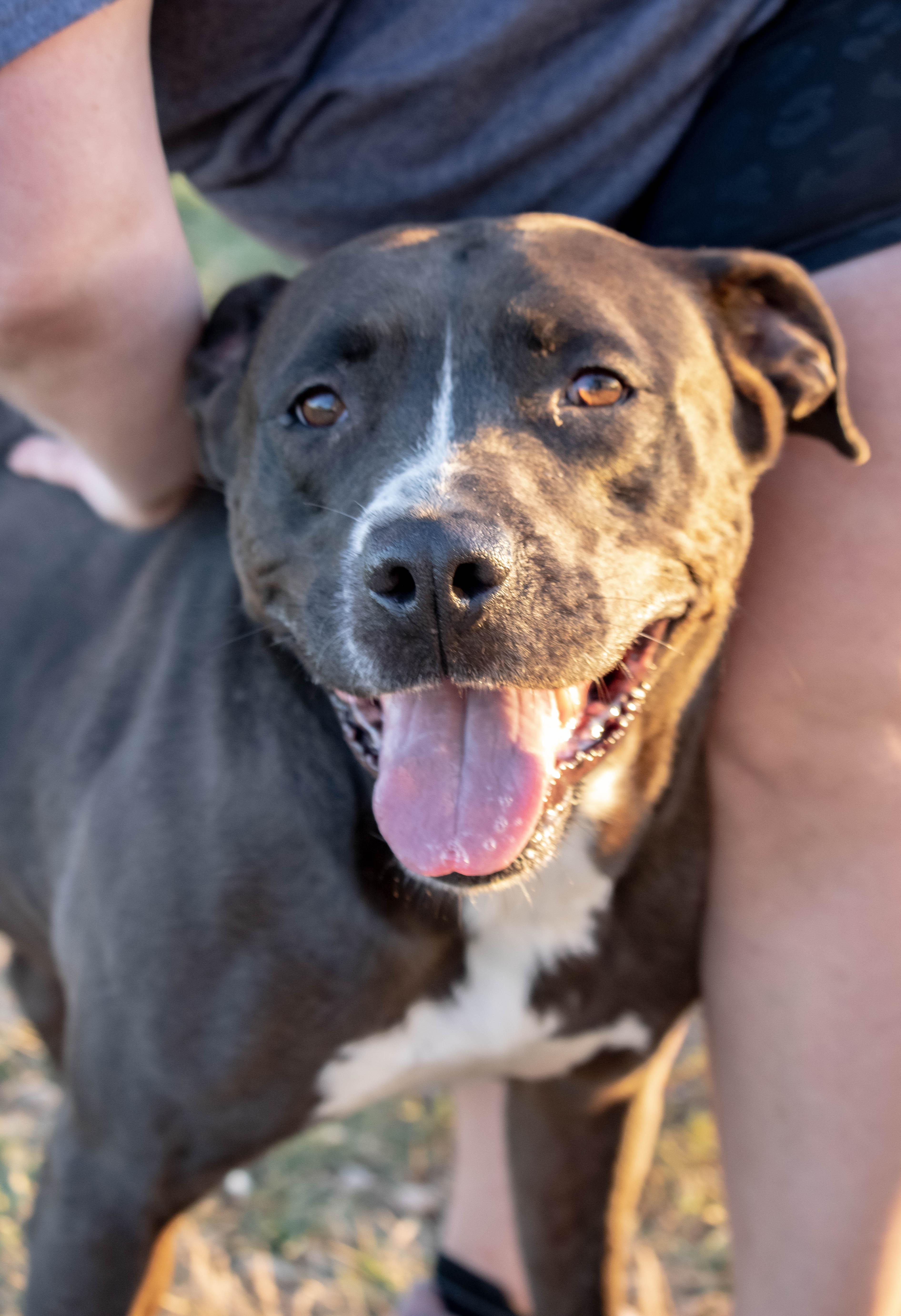 Enlarge Elvira, a Adoptable mixed breed in Wilmington, OH image 5/6