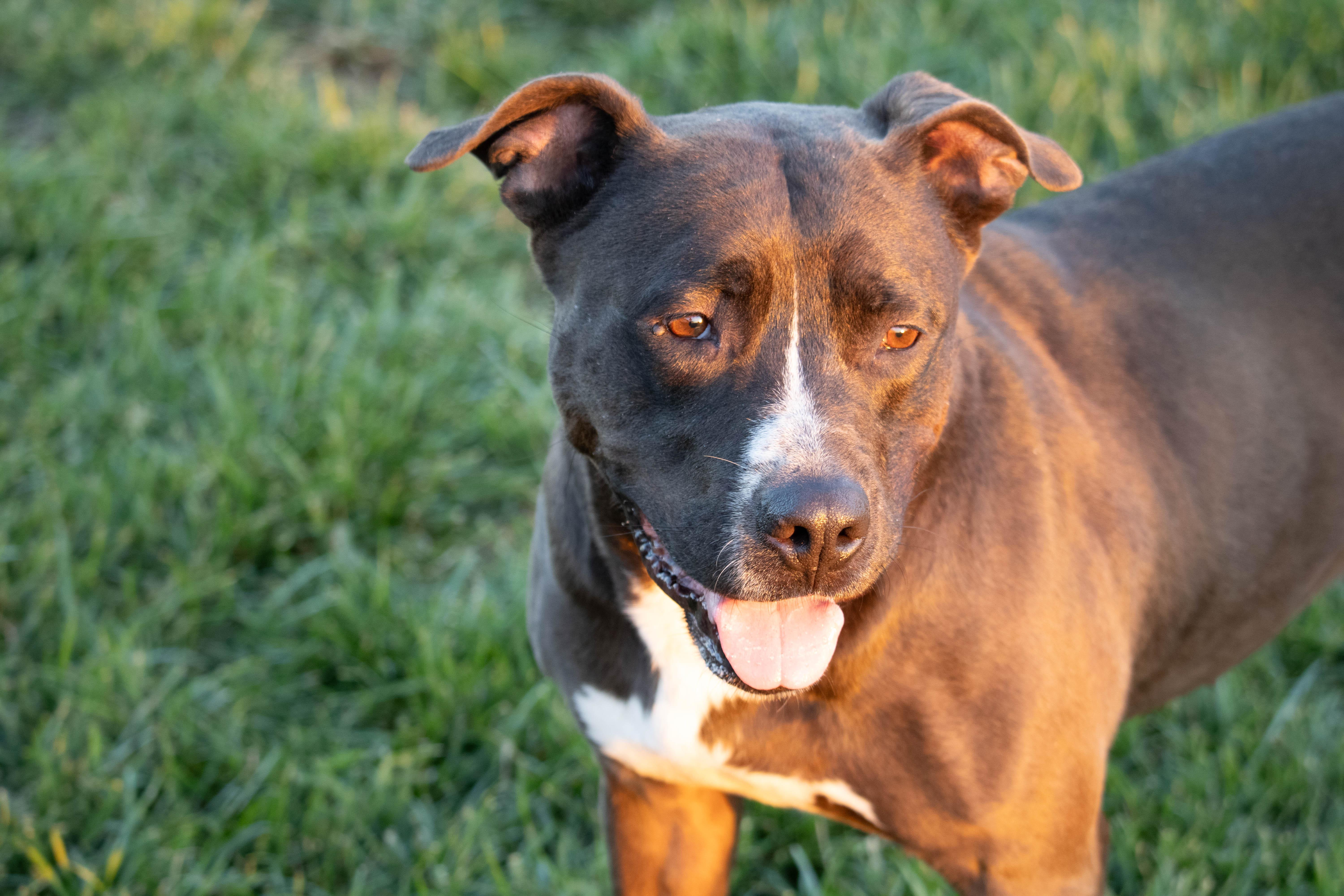Enlarge Elvira, a Adoptable mixed breed in Wilmington, OH image 2/6