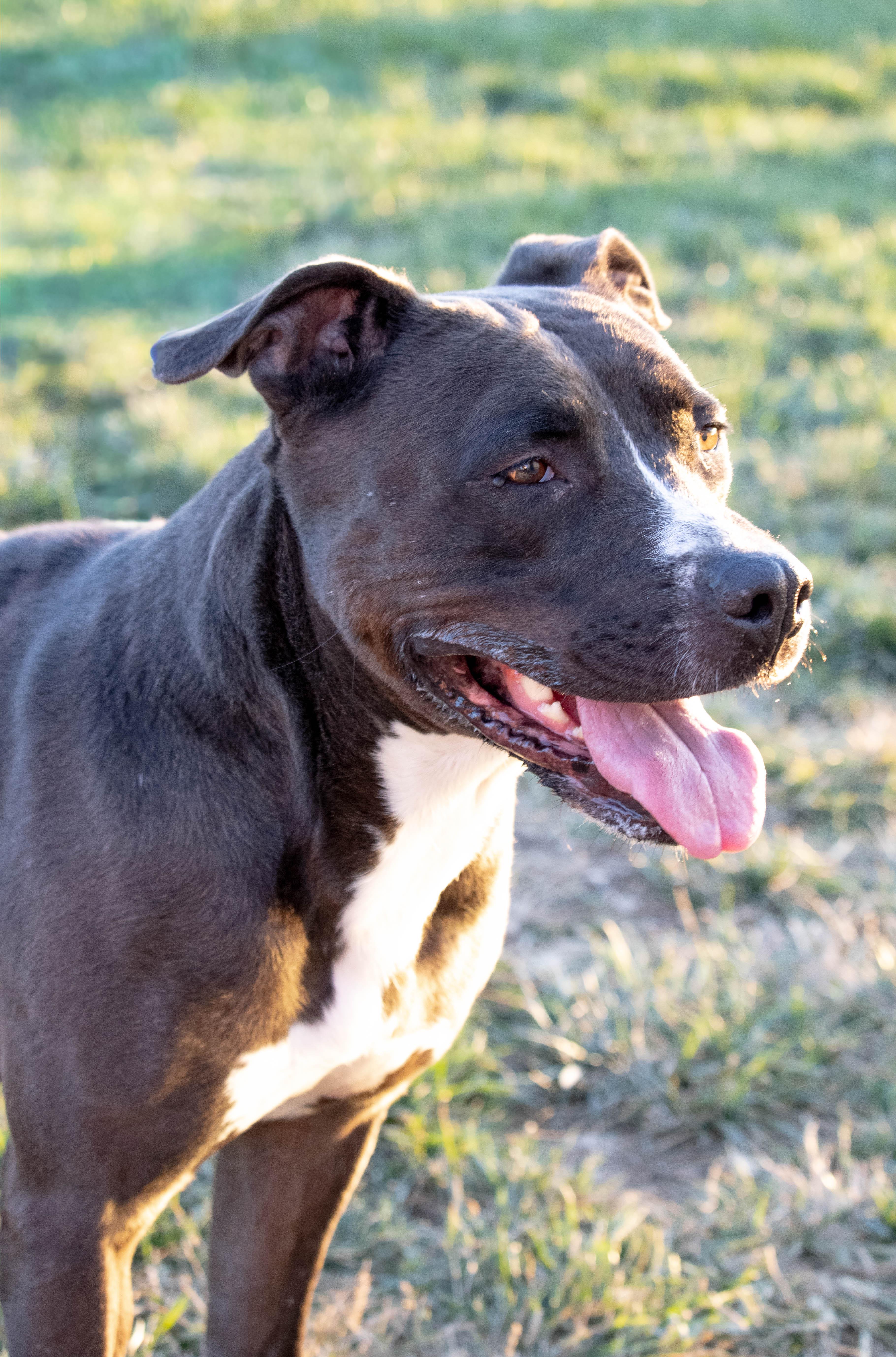 Enlarge Elvira, a Adoptable mixed breed in Wilmington, OH image 6/6