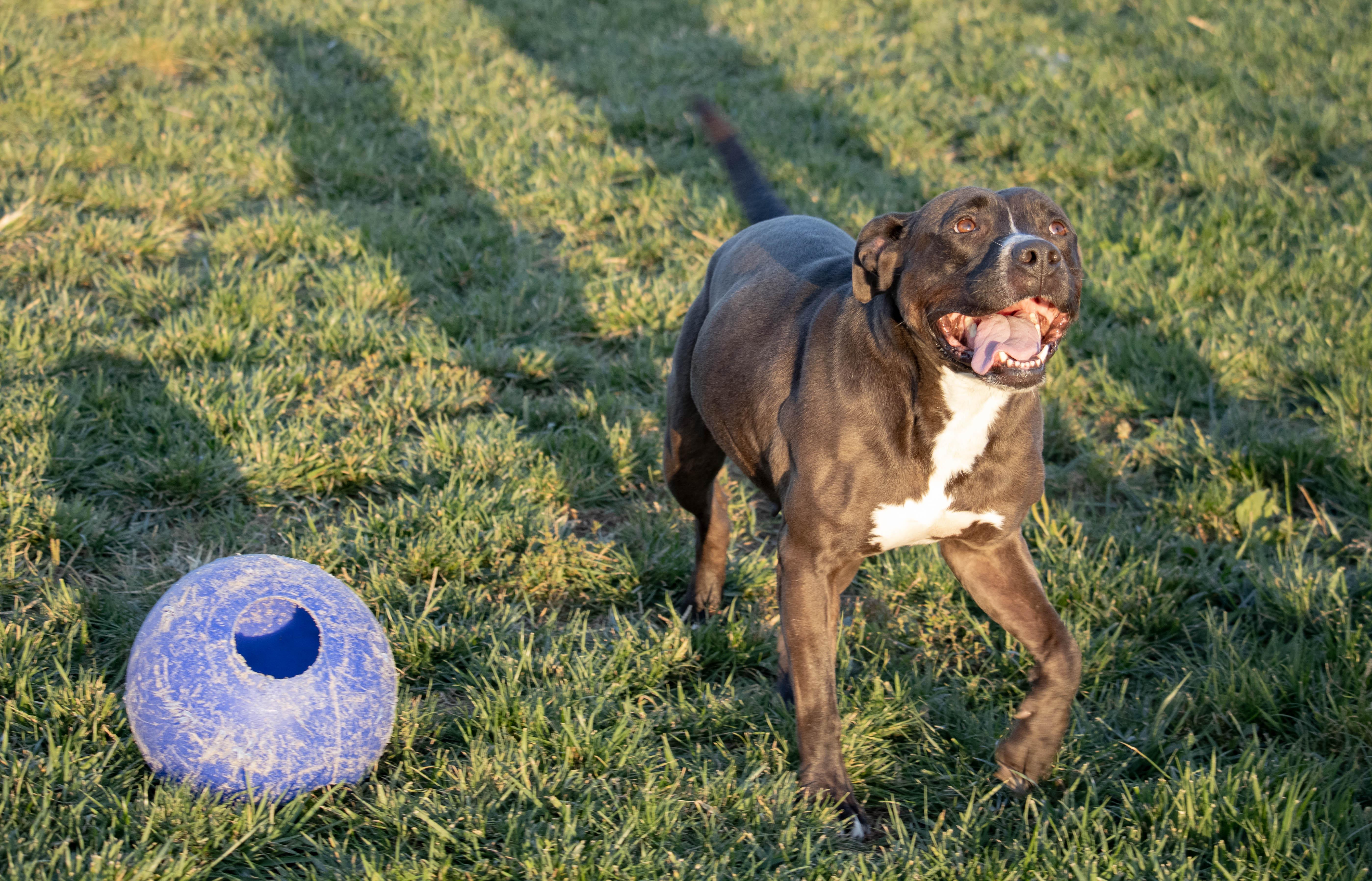 Enlarge Elvira, a Adoptable mixed breed in Wilmington, OH image 4/6