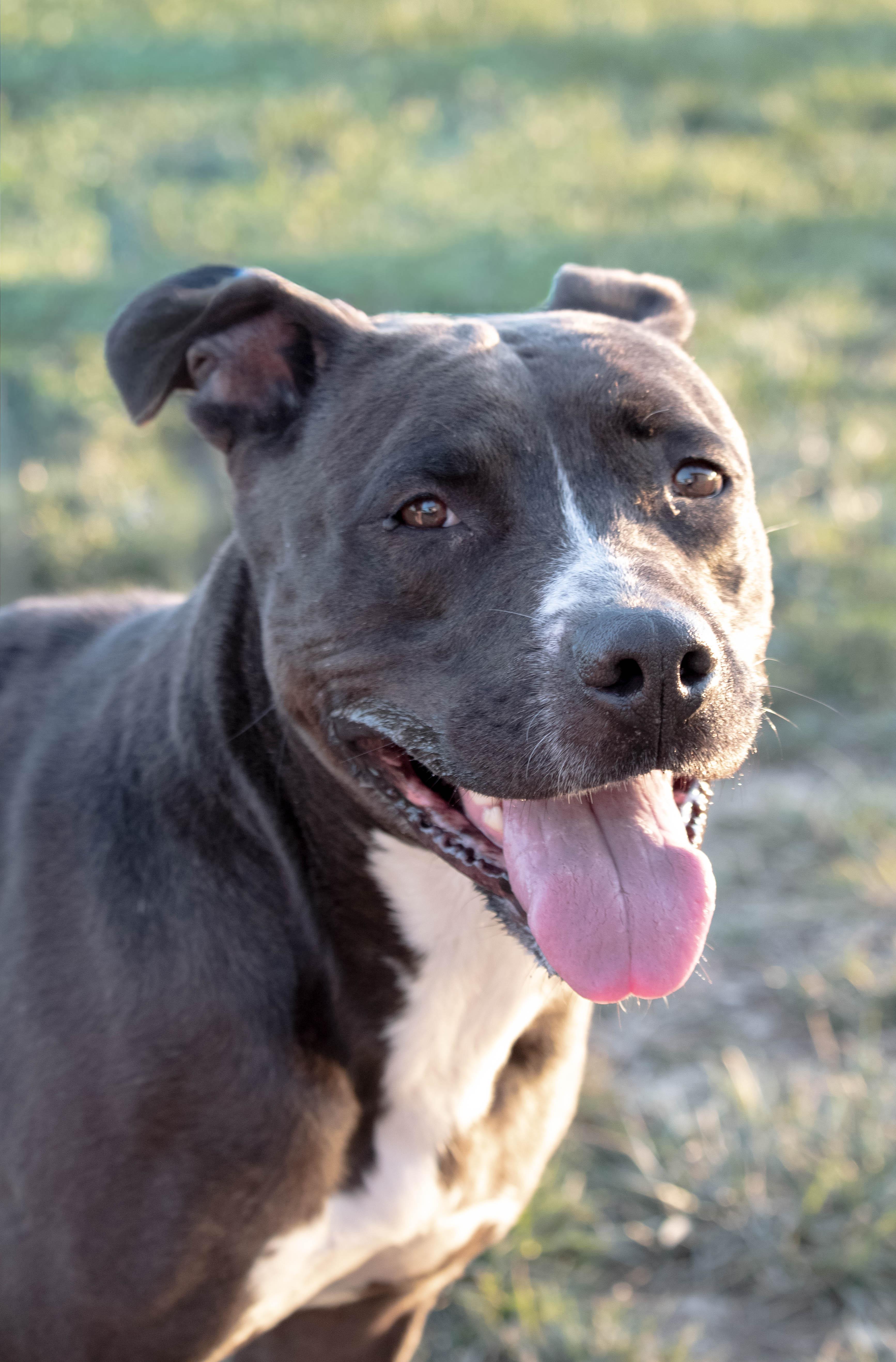 Elvira, Adoptable, Young Female American Staffordshire Terrier & American Bulldog.