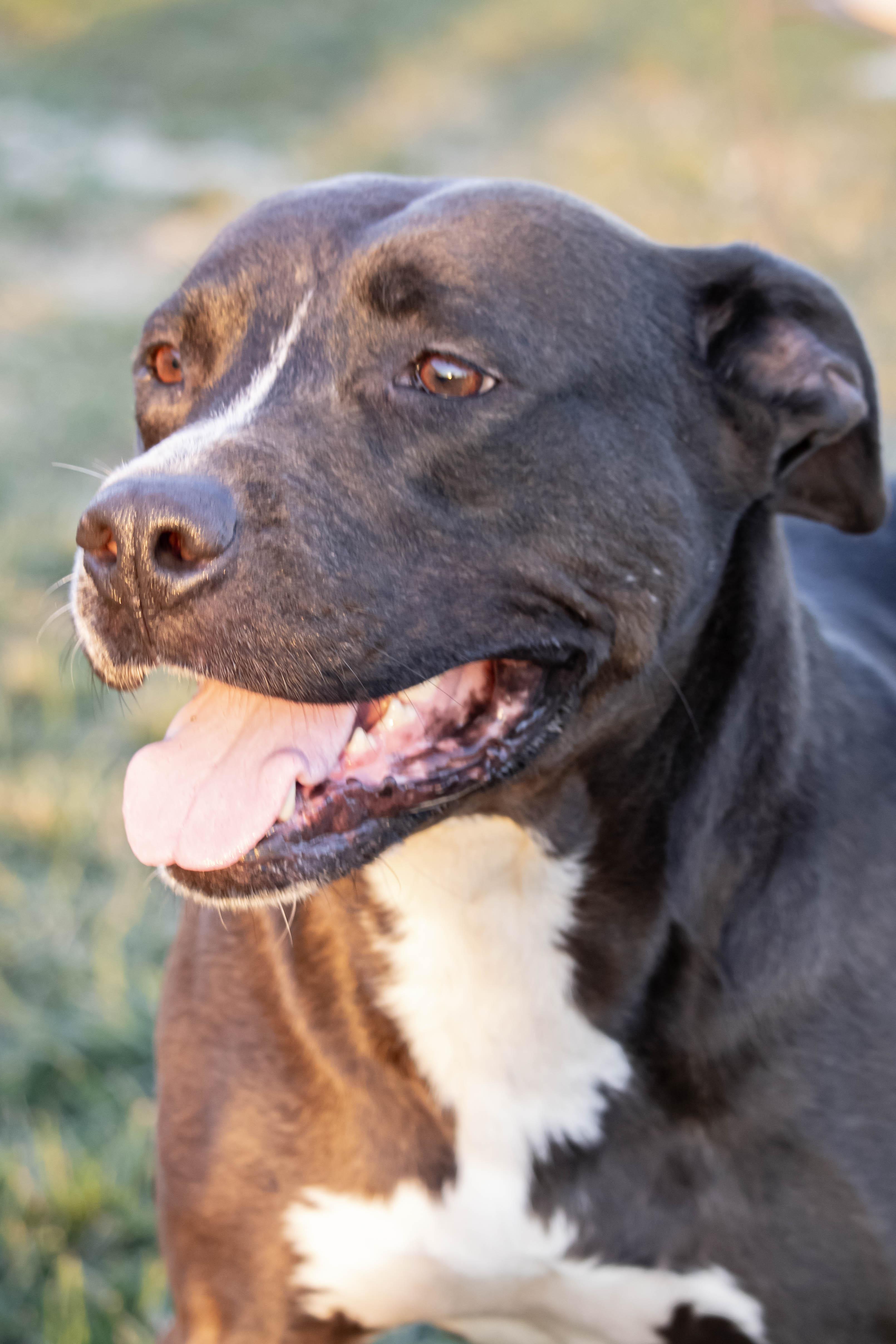 Enlarge Elvira, a Adoptable mixed breed in Wilmington, OH image 3/6