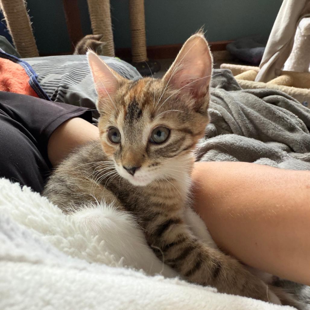 Parsley, Adoptable, Kitten Female Domestic Short Hair.