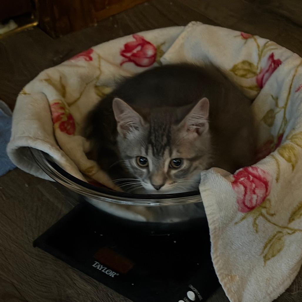 Enlarge Parsley, a Adoptable Domestic Short Hair in Springfield, MA image 2/3