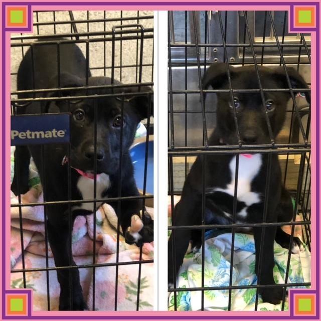 WILLOW, ADOPTABLE, Puppy Female Labrador Retriever.