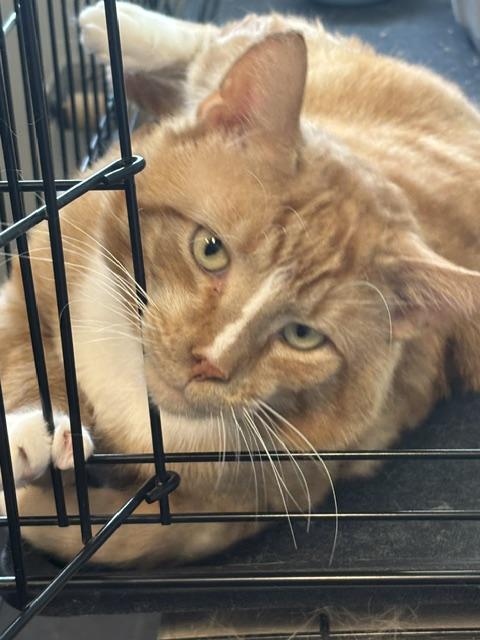 Taco, a ADOPTABLE Domestic Short Hair in Plainville, MA image 2/4
