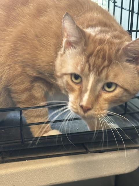 Taco, a ADOPTABLE Domestic Short Hair in Plainville, MA image 3/4