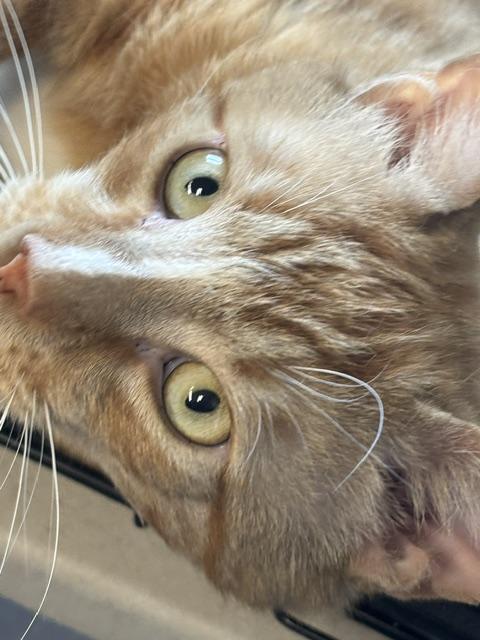 Taco, a ADOPTABLE Domestic Short Hair in Plainville, MA image 4/4
