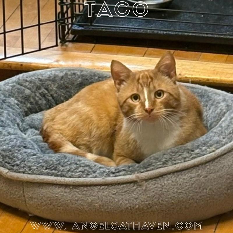 Taco, a ADOPTABLE Domestic Short Hair in Plainville, MA image 1/4