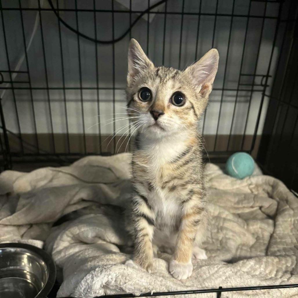 Lucille, Adoptable, Kitten Female Domestic Short Hair.