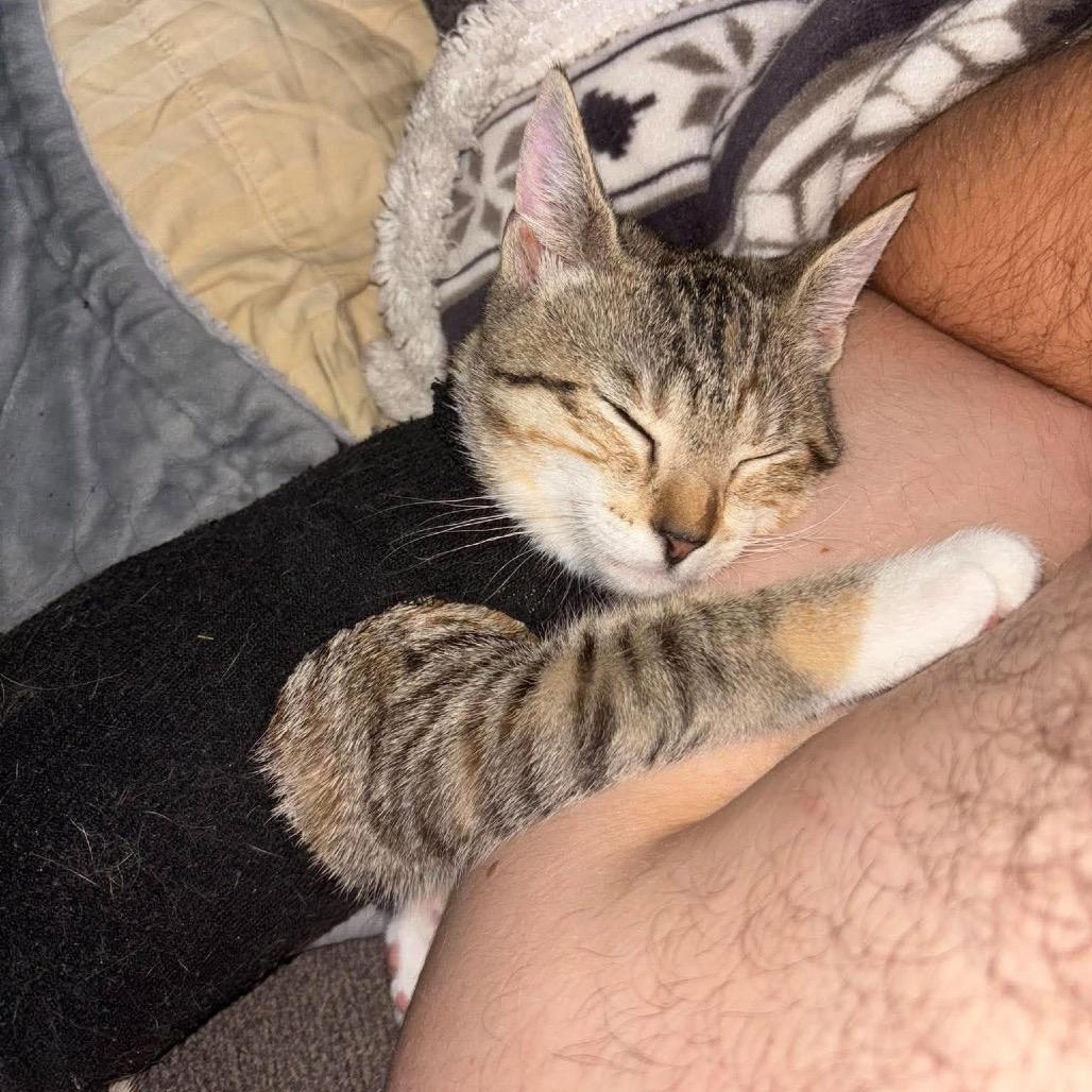 Enlarge Lucille, a Adoptable Domestic Short Hair in Lutz, FL image 2/4