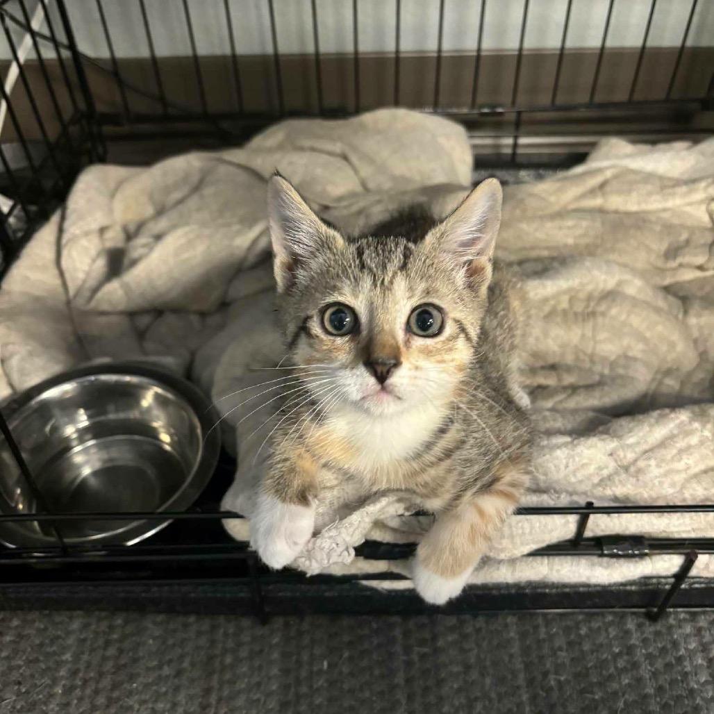 Enlarge Lucille, a Adoptable Domestic Short Hair in Lutz, FL image 4/4