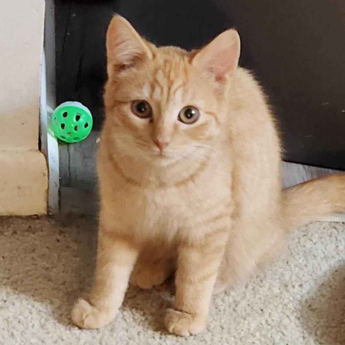 Enlarge Clyde, a ADOPTABLE Domestic Short Hair in Flint, MI image 1/1