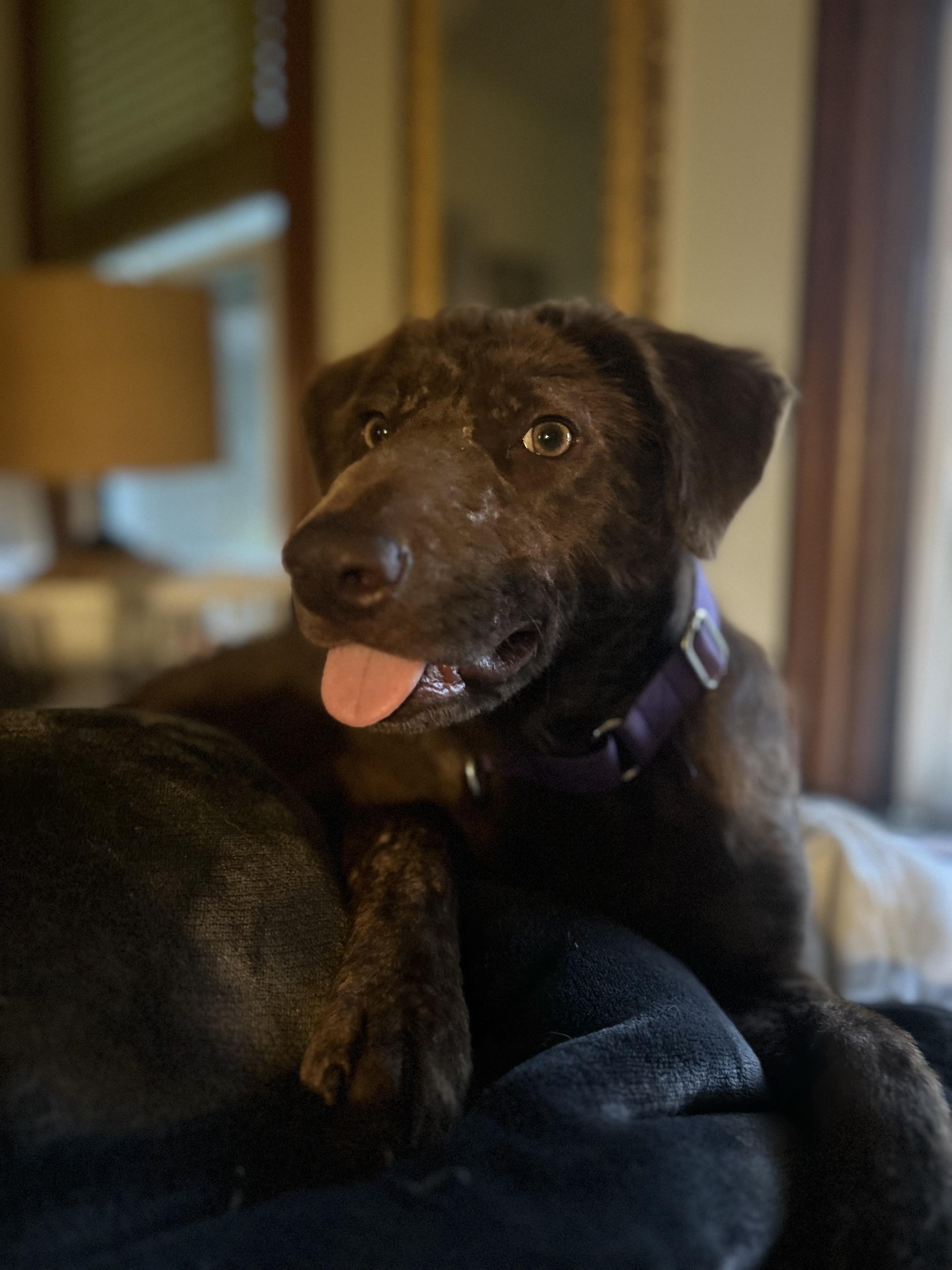 Coco, adopted, Young Female Collie.