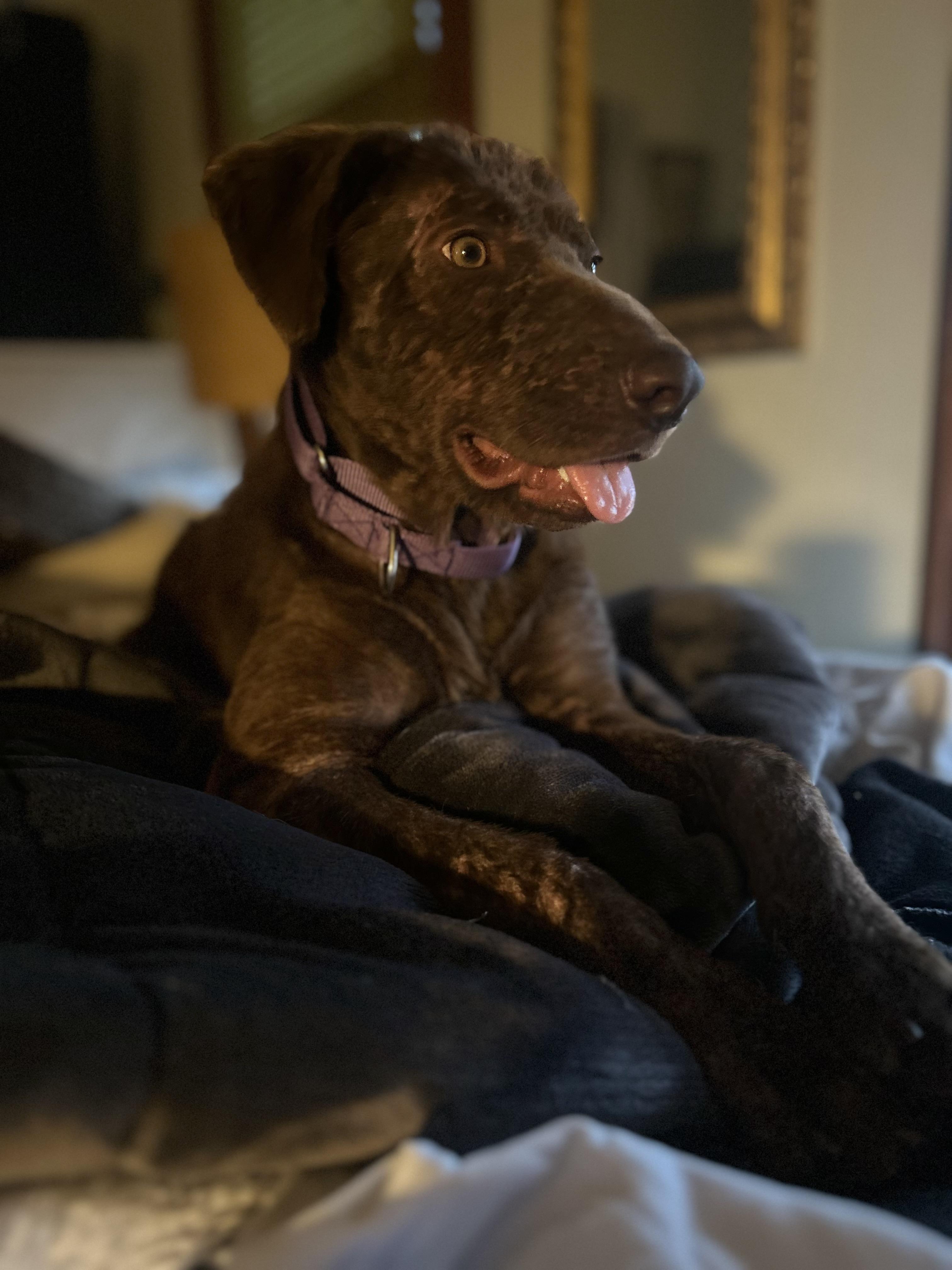 Coco, an adopted mixed breed in Elkhorn, WI image 3/3