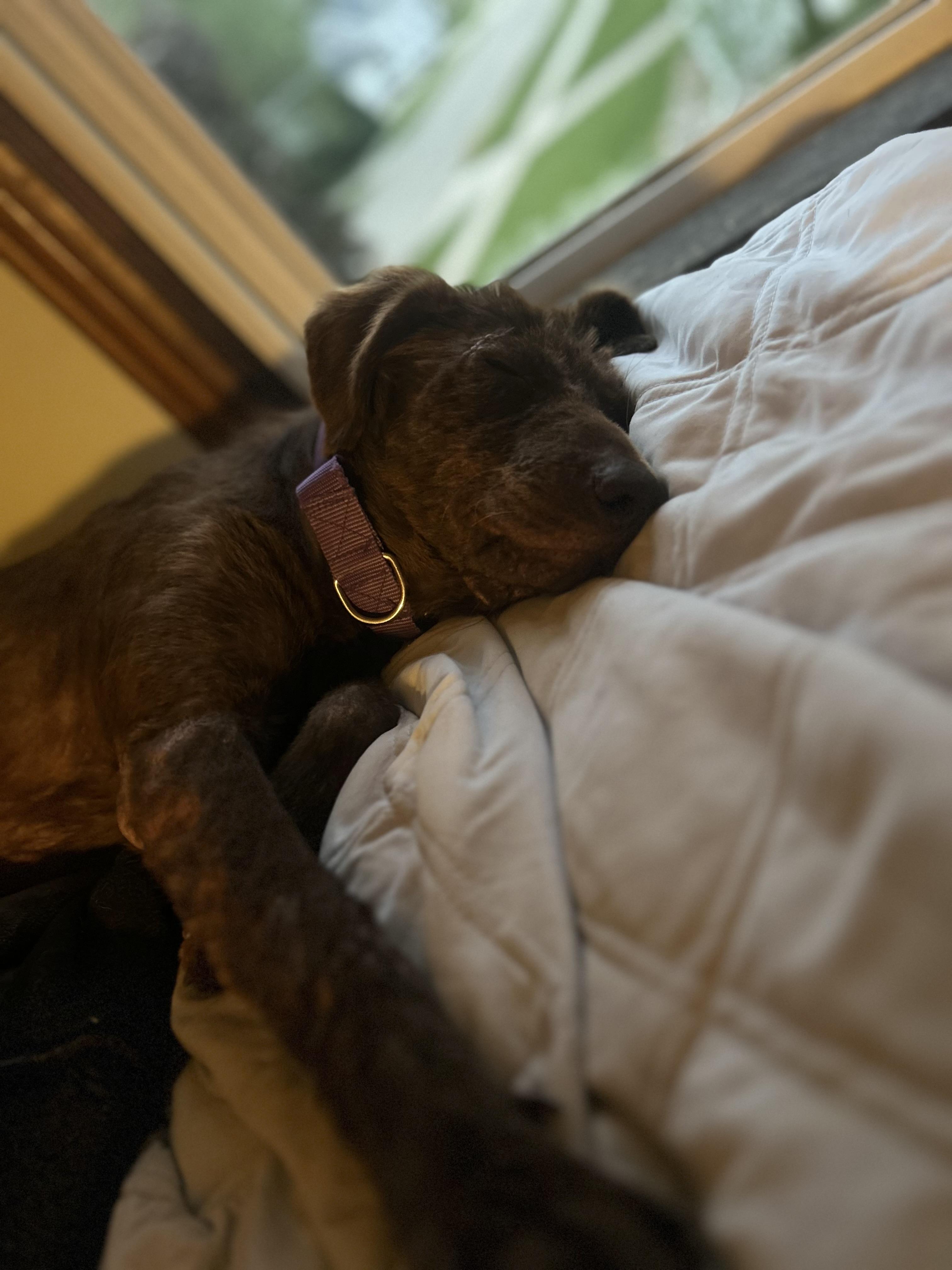 Coco, an adopted mixed breed in Elkhorn, WI image 2/3