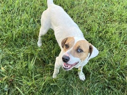 Buttermilk Biscuit, Adoptable, Young Female Mixed Breed.