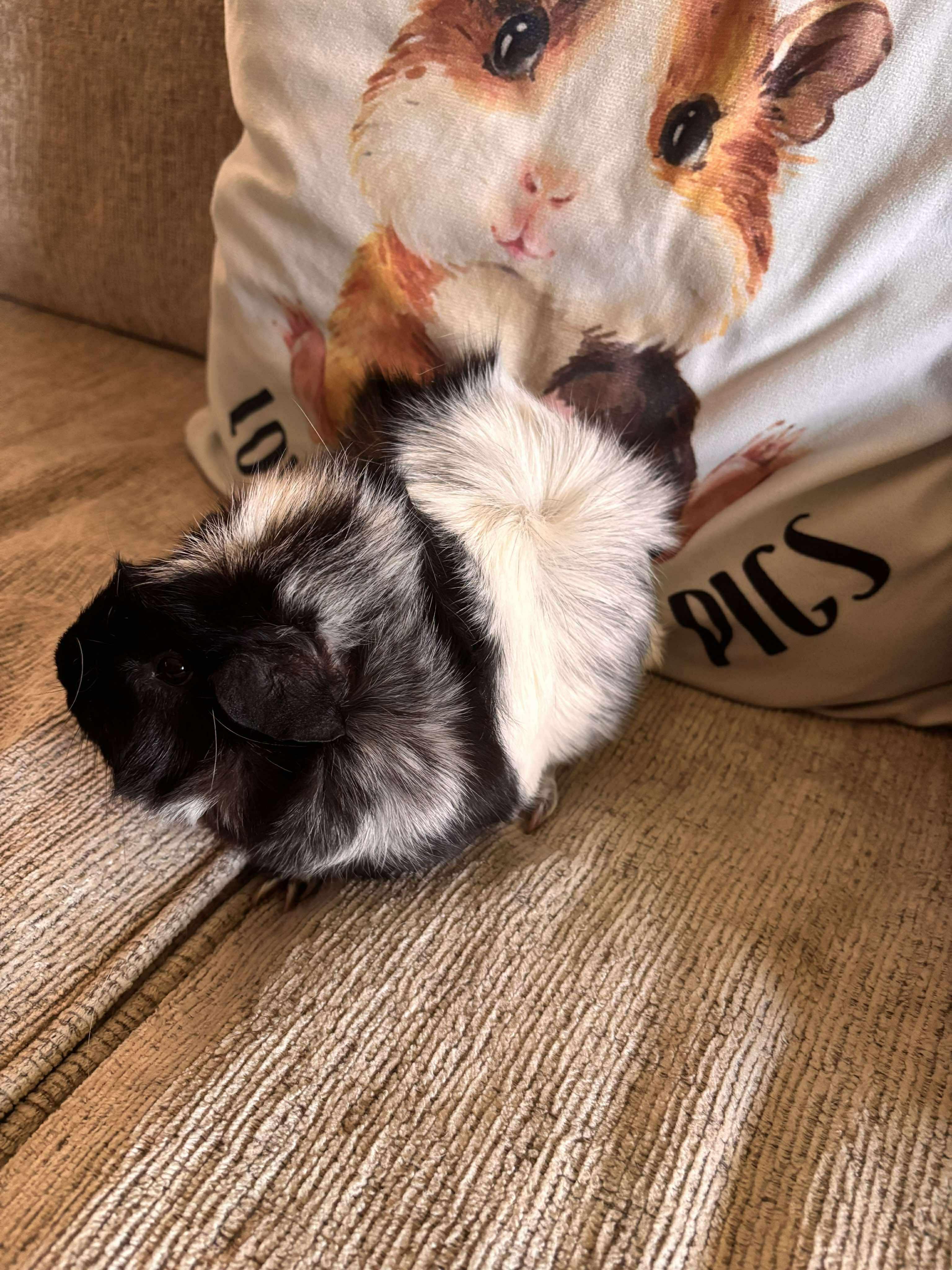 Enlarge Pepper, a Adoptable mixed breed in Melbourne, FL image 1/2