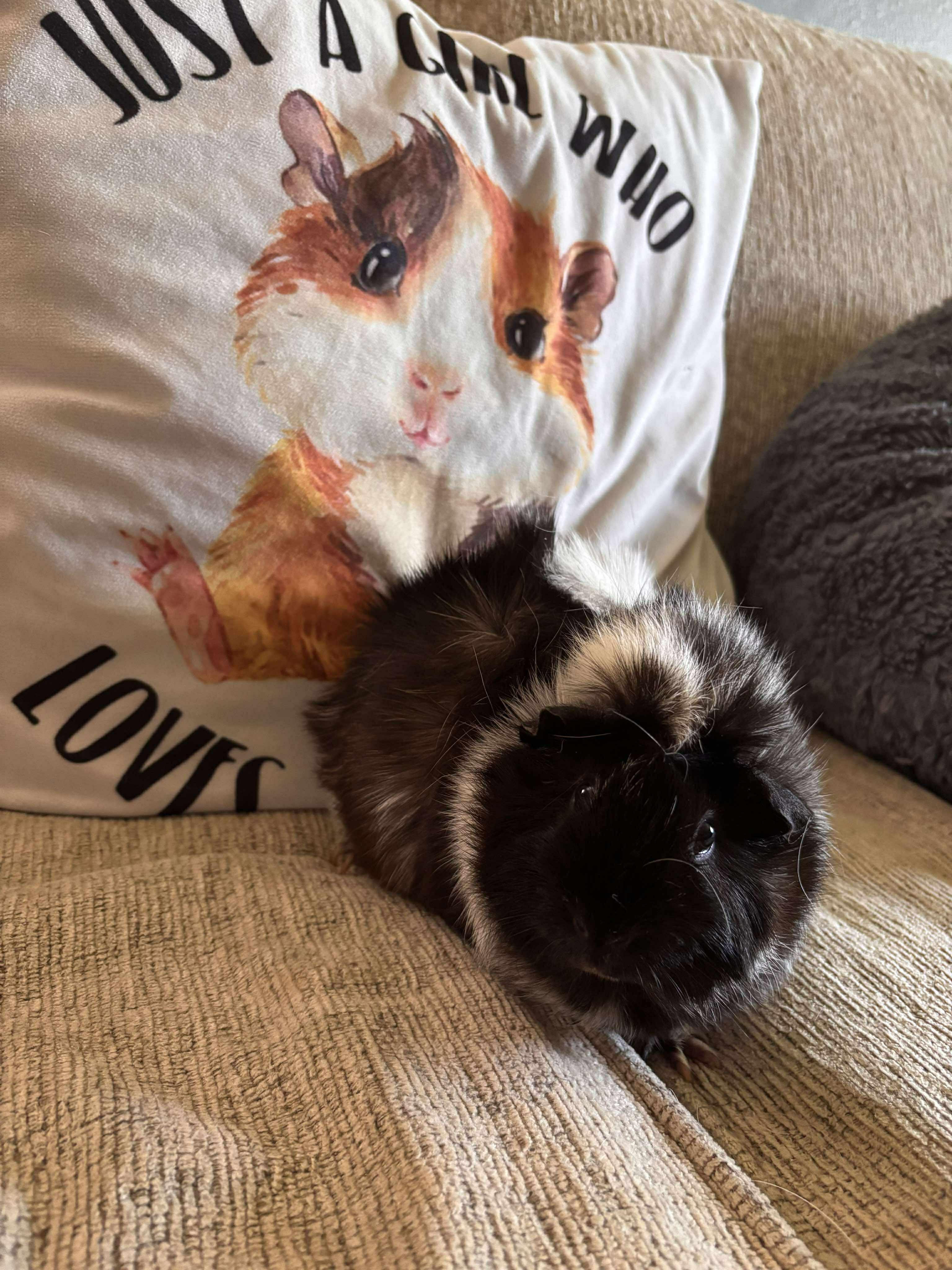 Enlarge Pepper, a Adoptable mixed breed in Melbourne, FL image 2/2