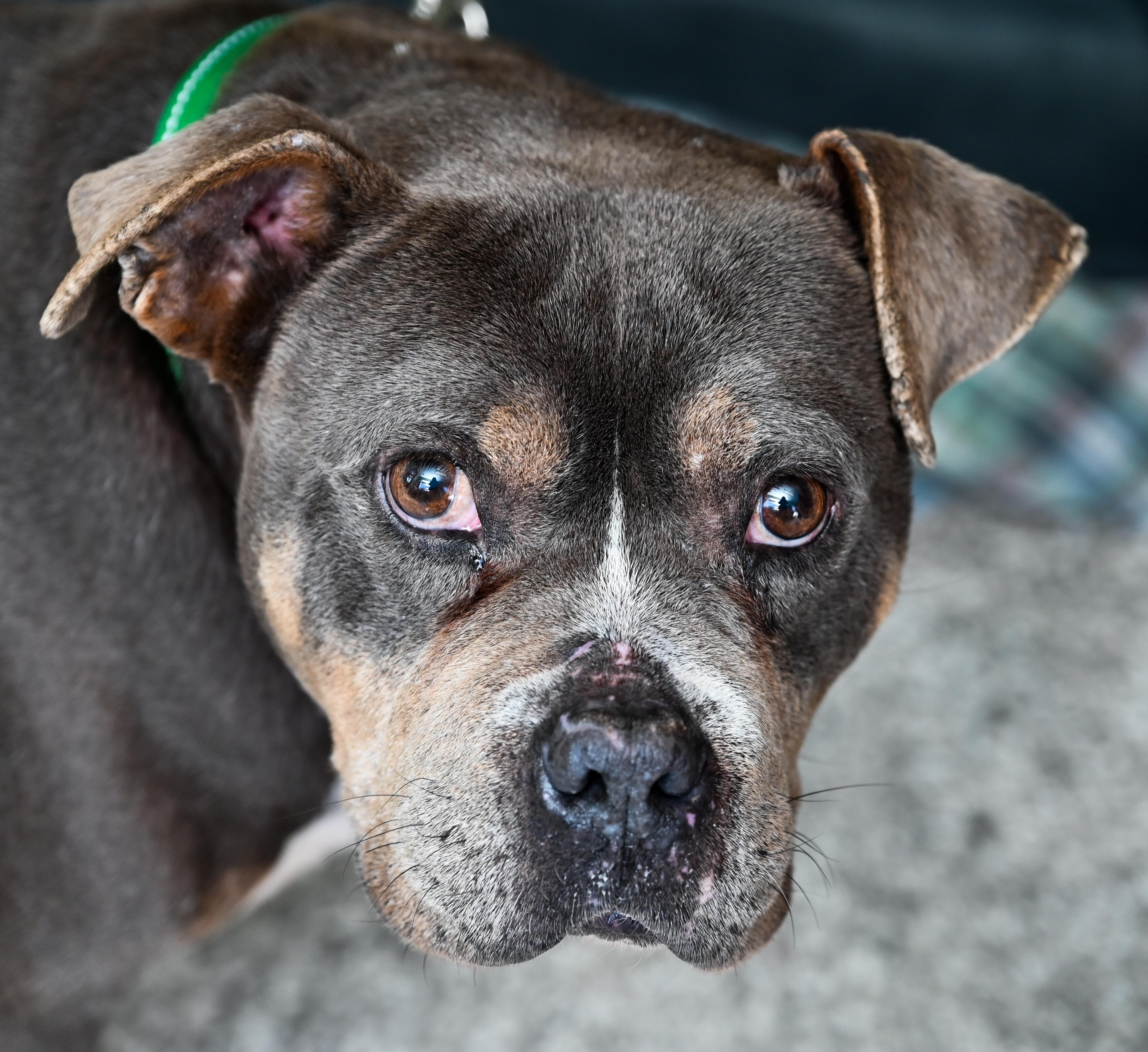 Enlarge Jedi, a ADOPTABLE mixed breed in Chattanooga, TN image 1/4