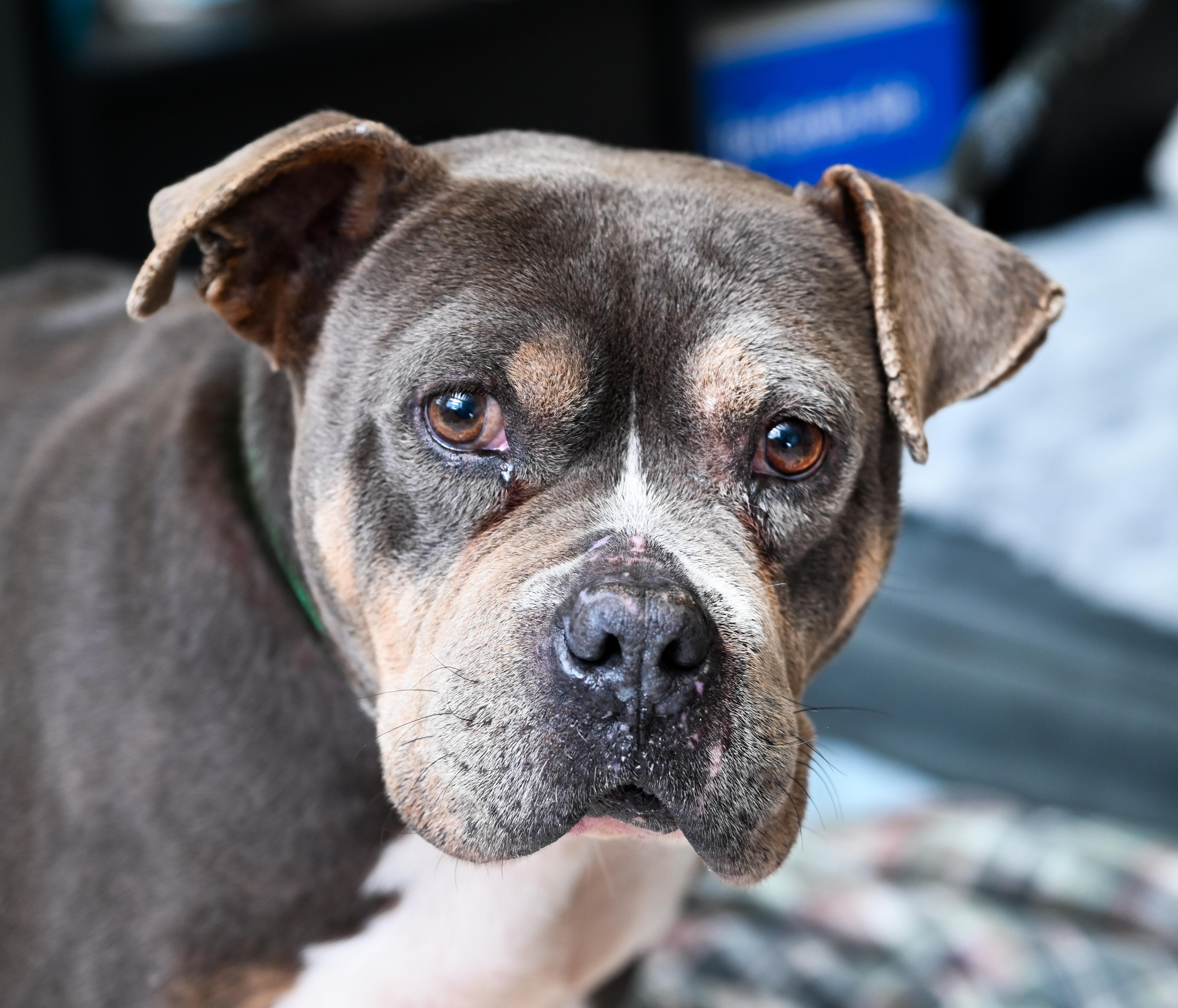 Enlarge Jedi, a ADOPTABLE mixed breed in Chattanooga, TN image 3/4