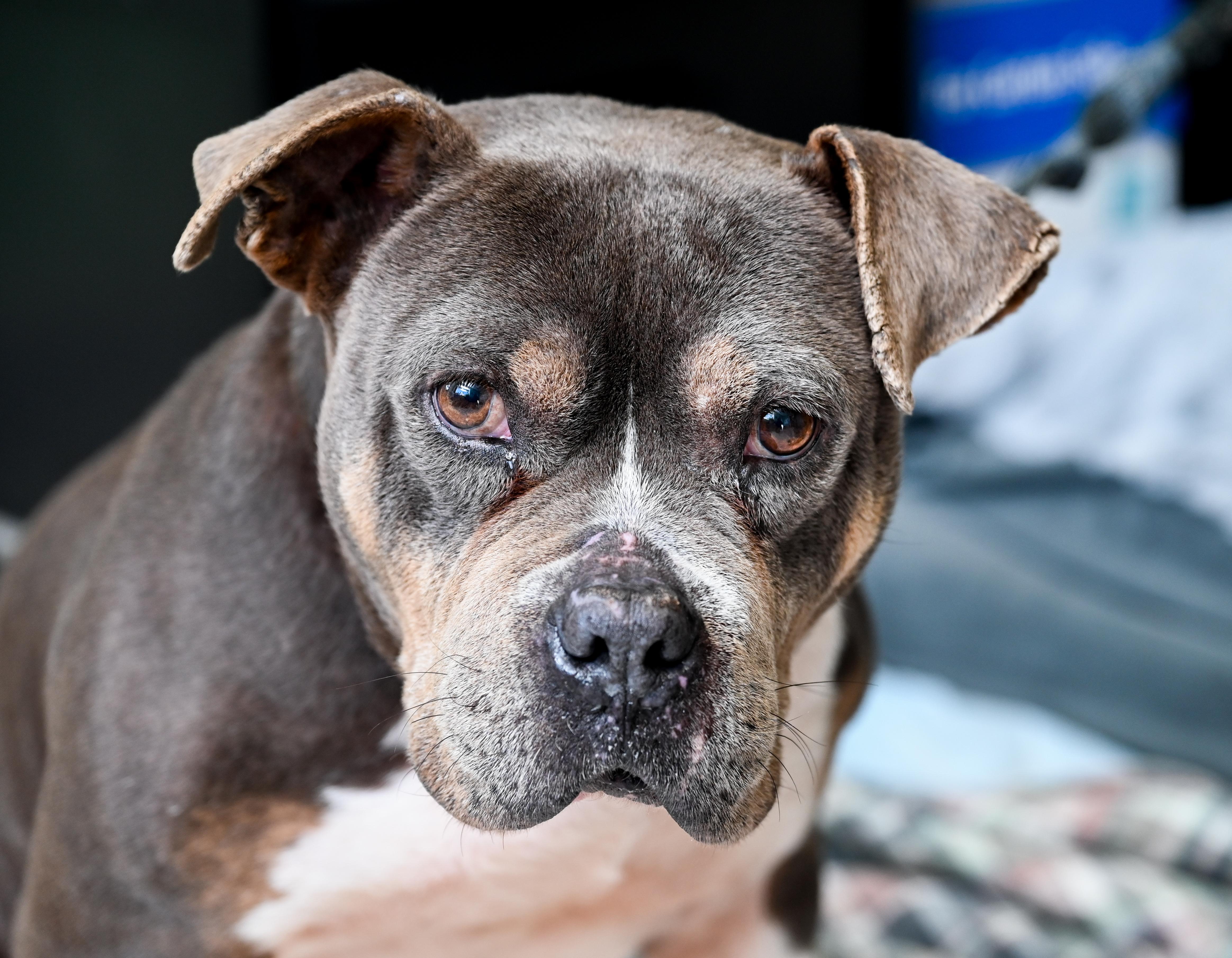 Enlarge Jedi, a ADOPTABLE mixed breed in Chattanooga, TN image 4/4