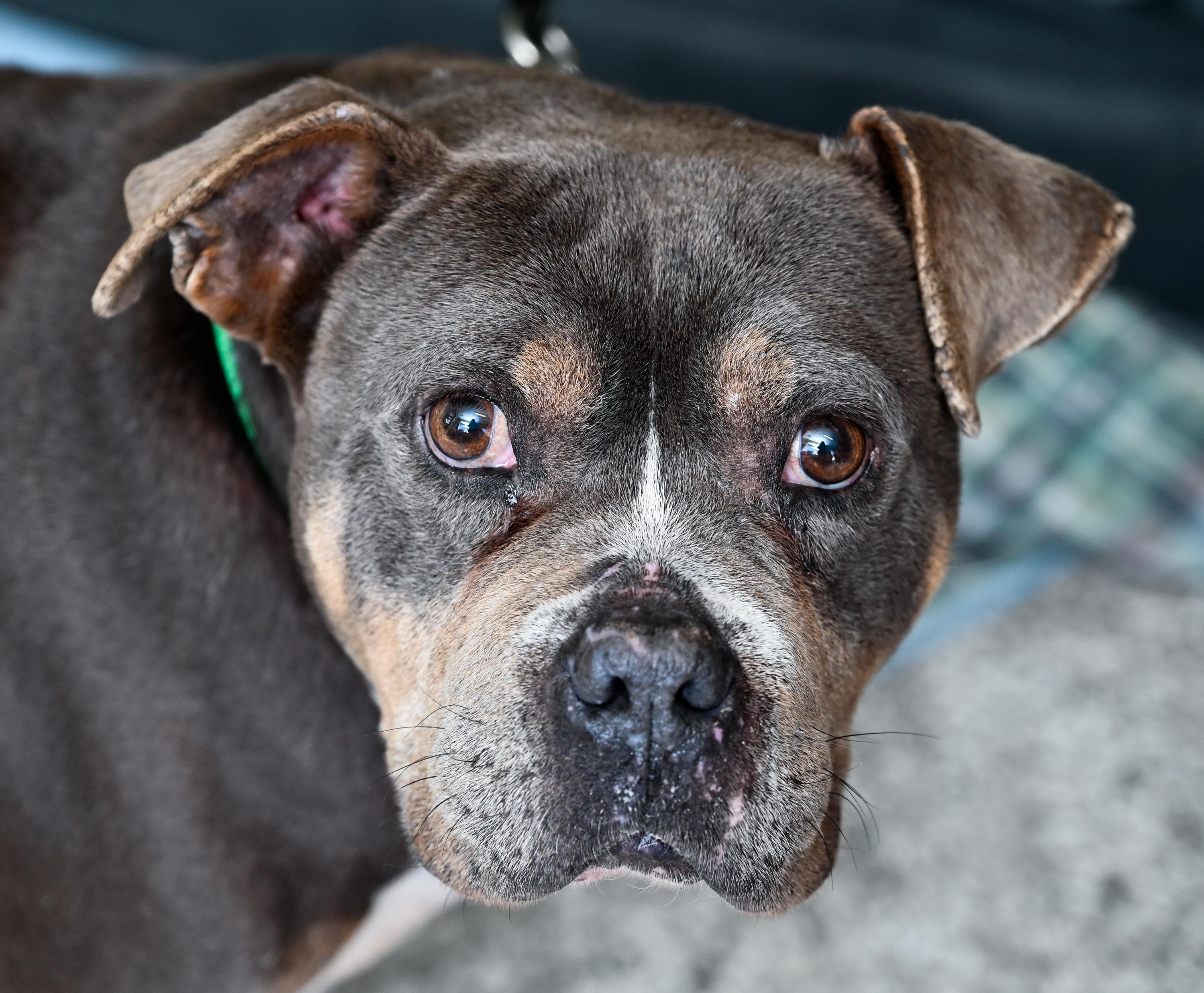 Enlarge Jedi, a ADOPTABLE mixed breed in Chattanooga, TN image 2/4