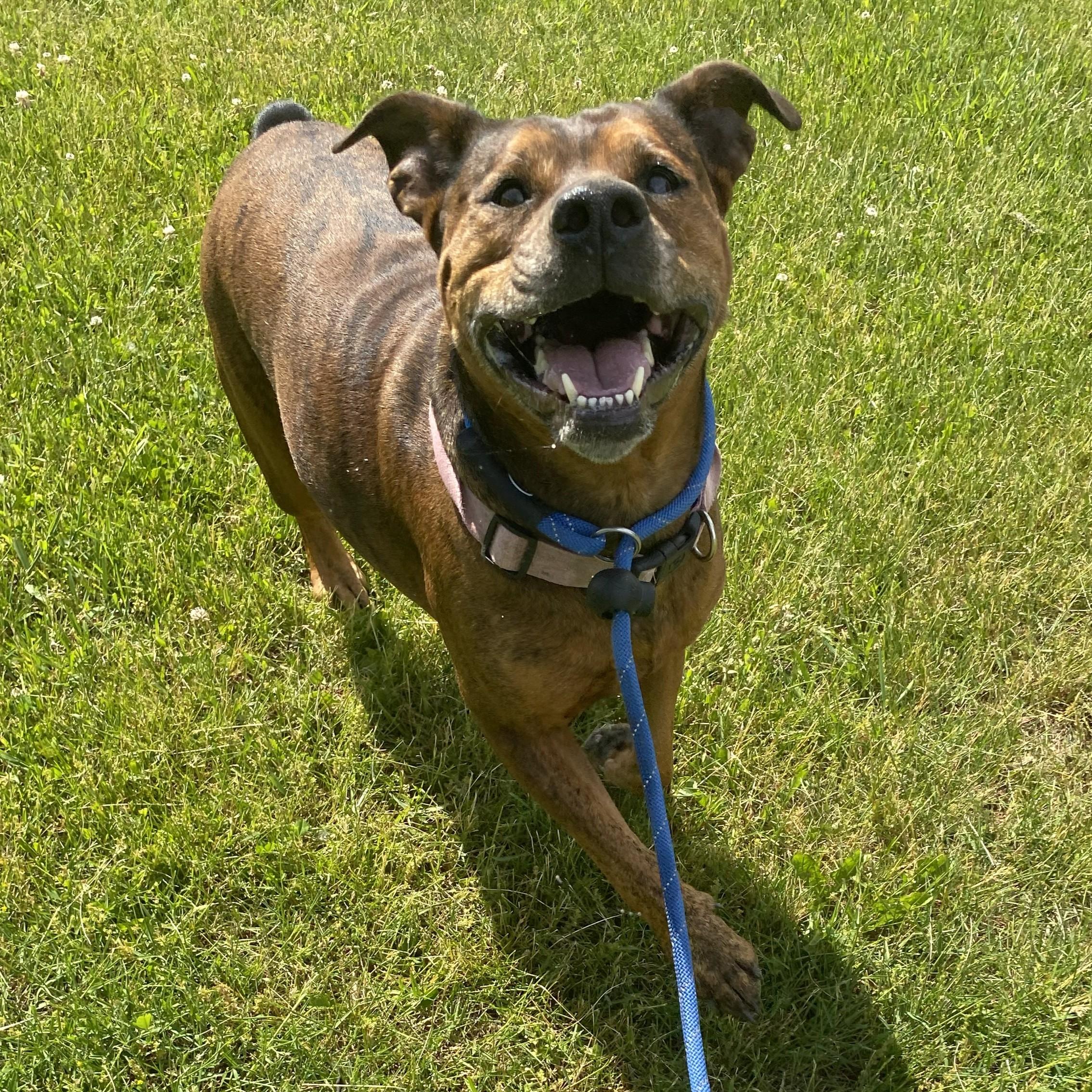 Kokola, a ADOPTABLE mixed breed in Allegan, MI image 4/6