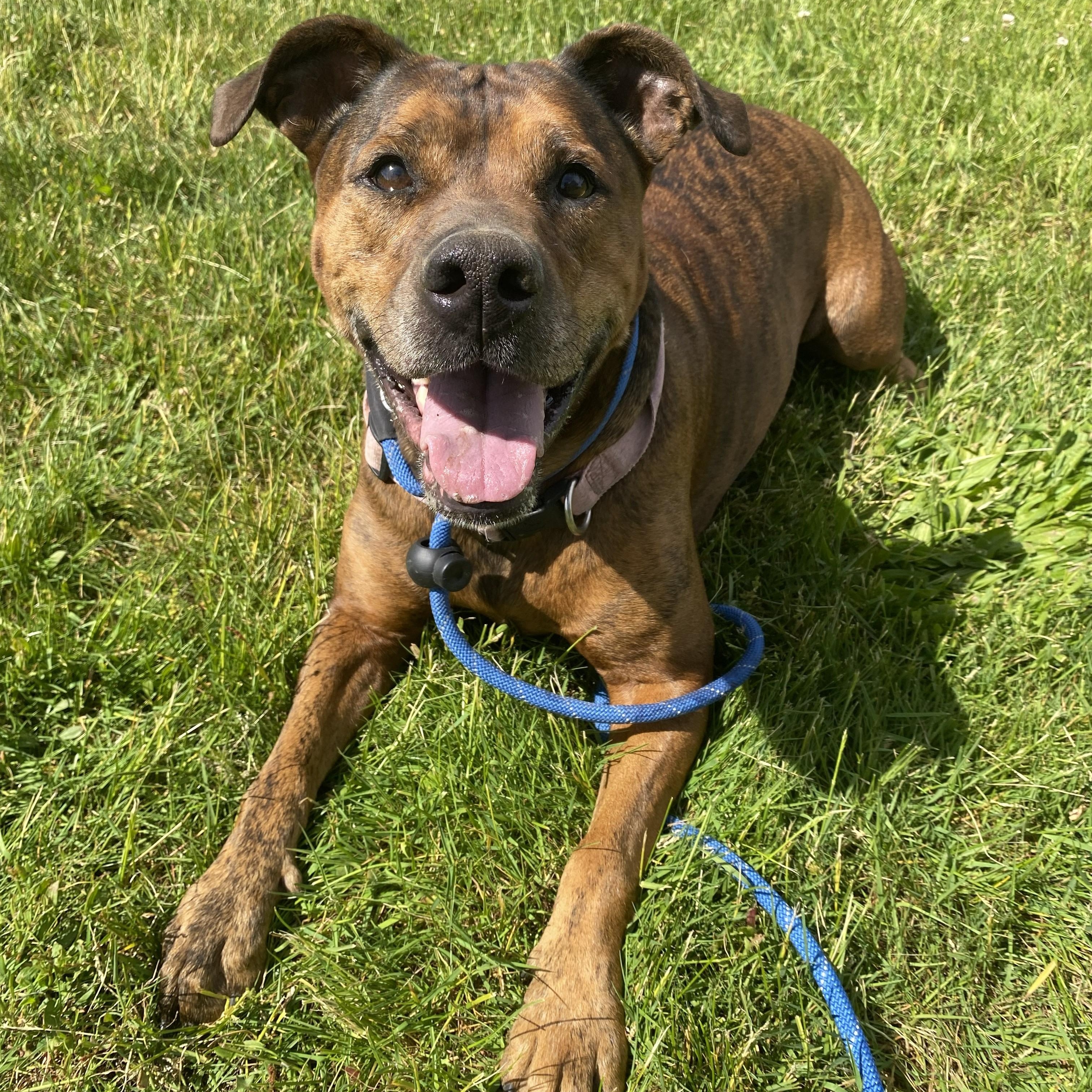 Kokola, ADOPTABLE, Adult Female Bulldog & Doberman Pinscher.