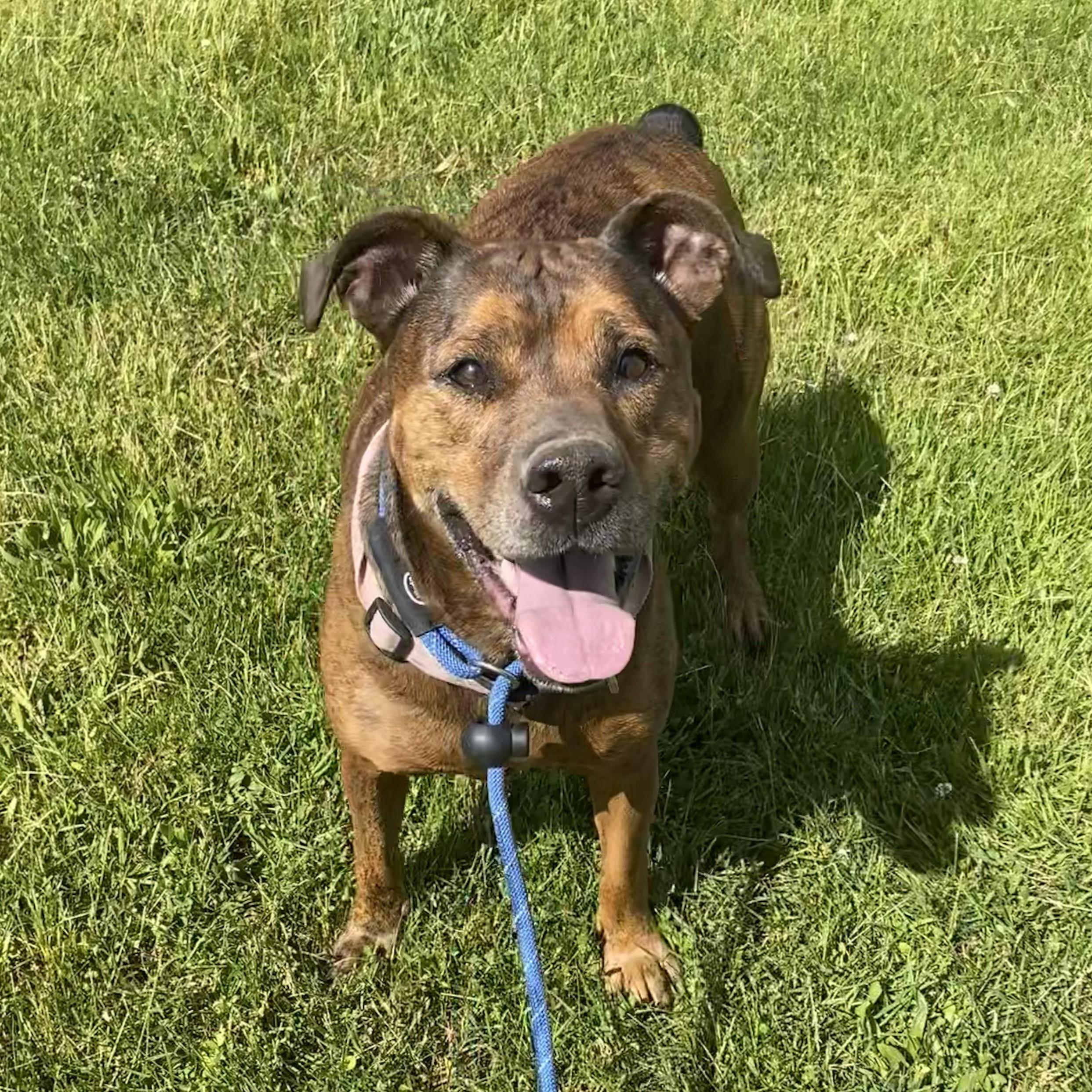 Kokola, a ADOPTABLE mixed breed in Allegan, MI image 2/6