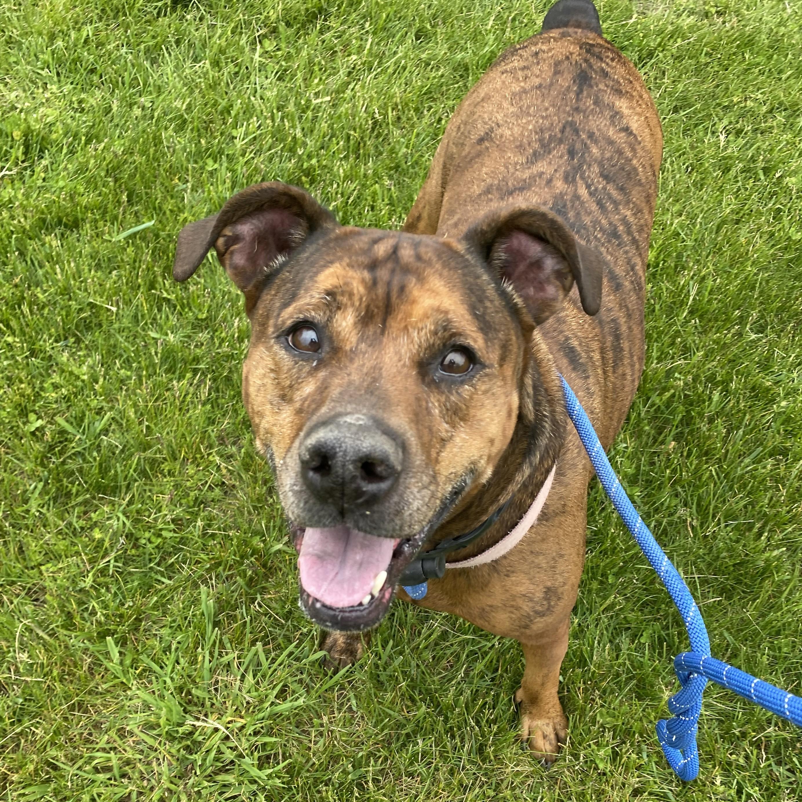 Kokola, a ADOPTABLE mixed breed in Allegan, MI image 3/6