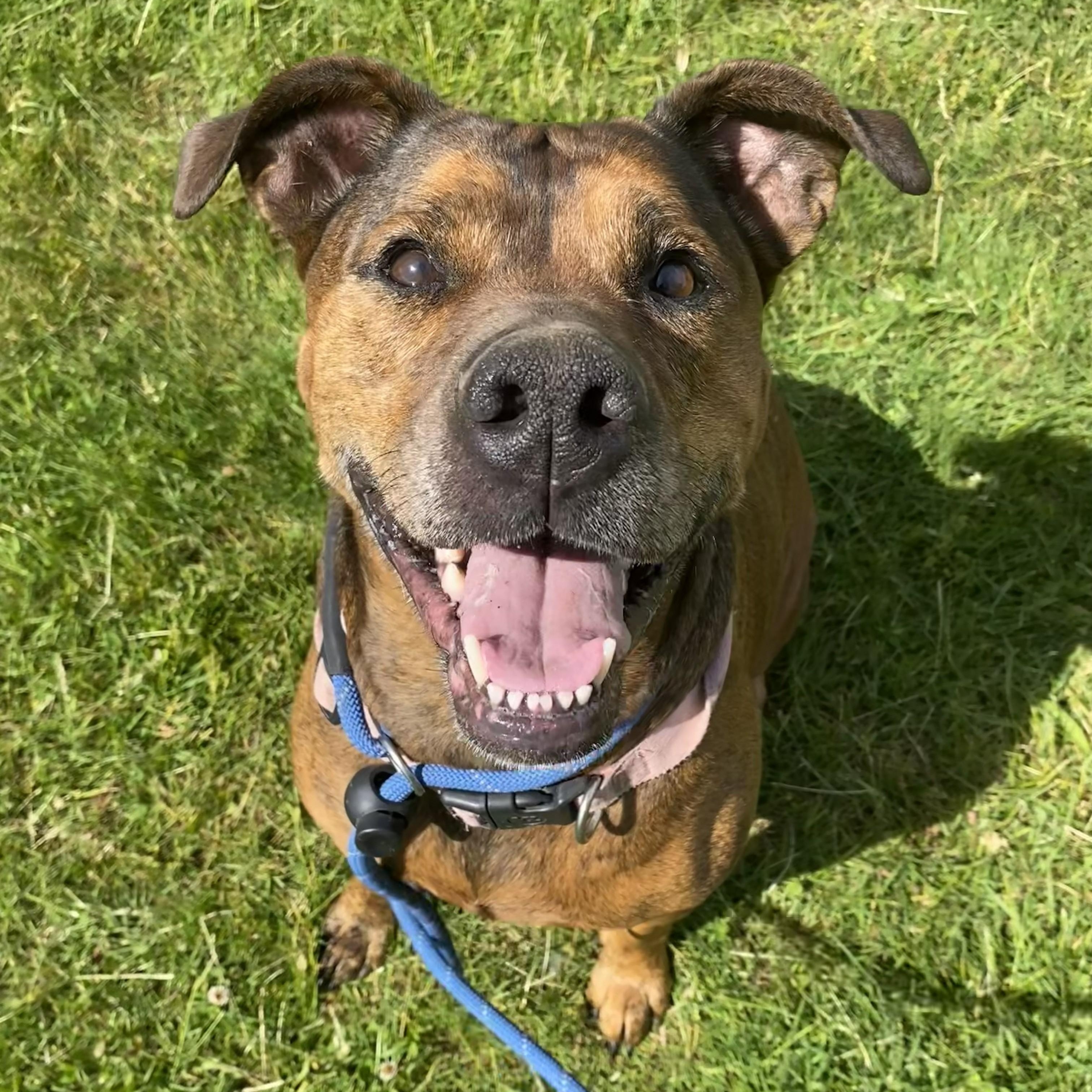 Kokola, a ADOPTABLE mixed breed in Allegan, MI image 5/6