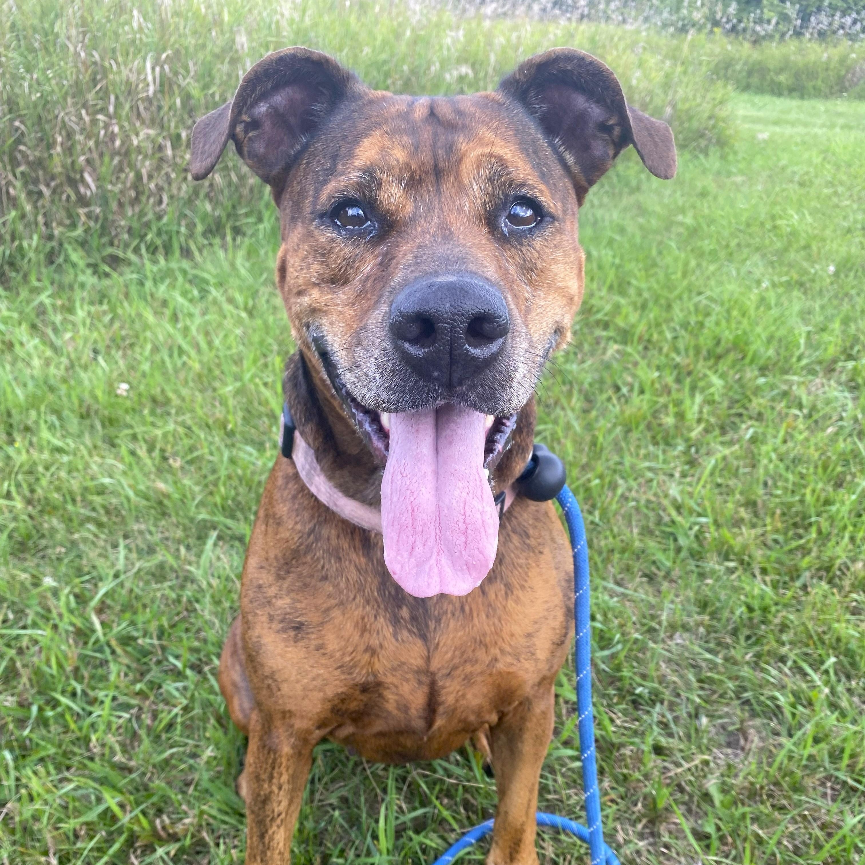 Kokola, a ADOPTABLE mixed breed in Allegan, MI image 6/6