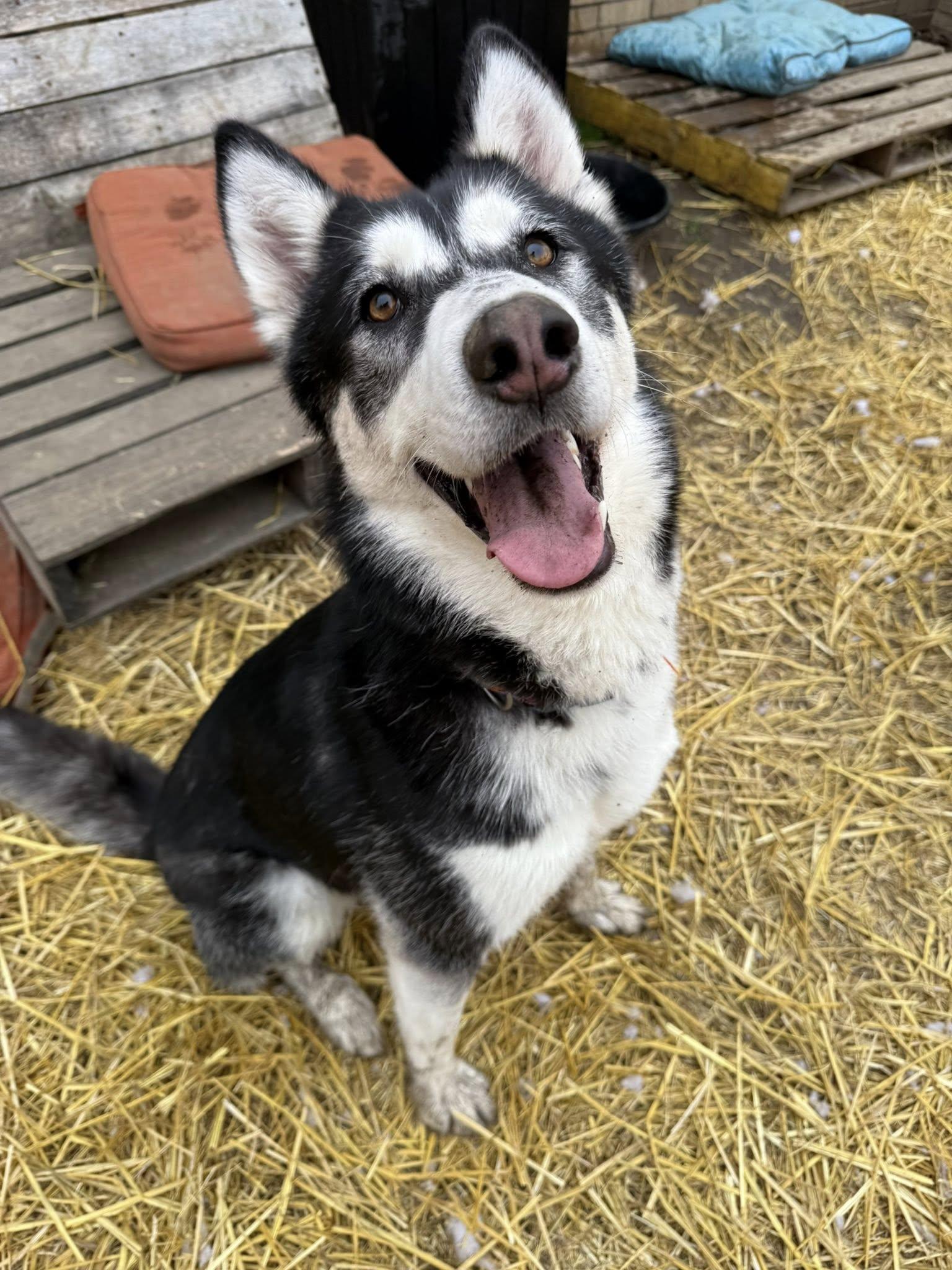 Enlarge Eric, a Adoptable Siberian Husky in INDIANAPOLIS, IN image 3/6