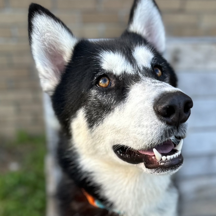 Enlarge Eric, a Adoptable Siberian Husky in INDIANAPOLIS, IN image 2/6