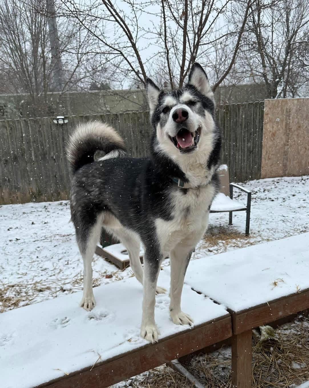 Enlarge Eric, a Adoptable Siberian Husky in INDIANAPOLIS, IN image 1/6