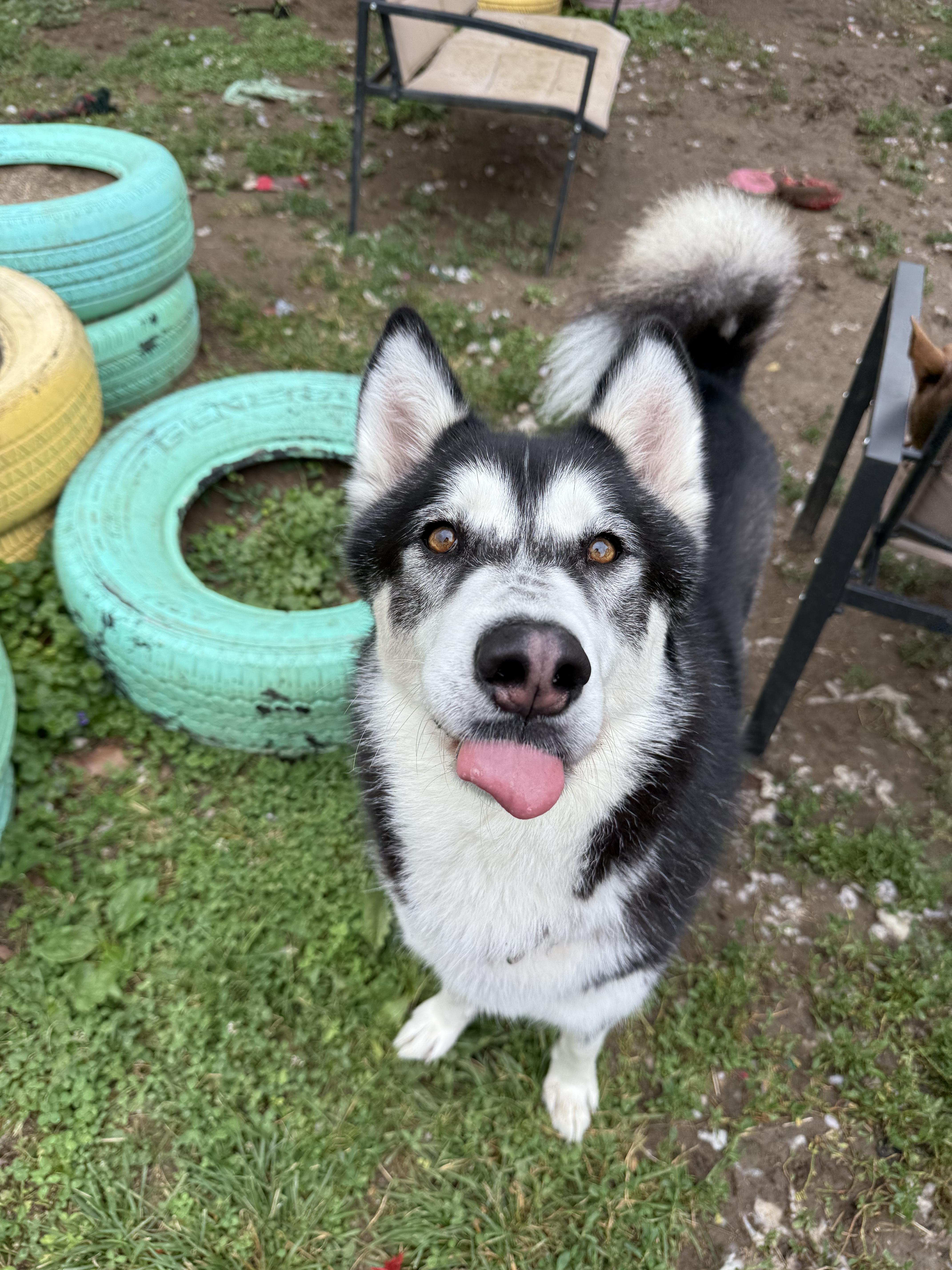 Enlarge Eric, a Adoptable Siberian Husky in INDIANAPOLIS, IN image 4/6