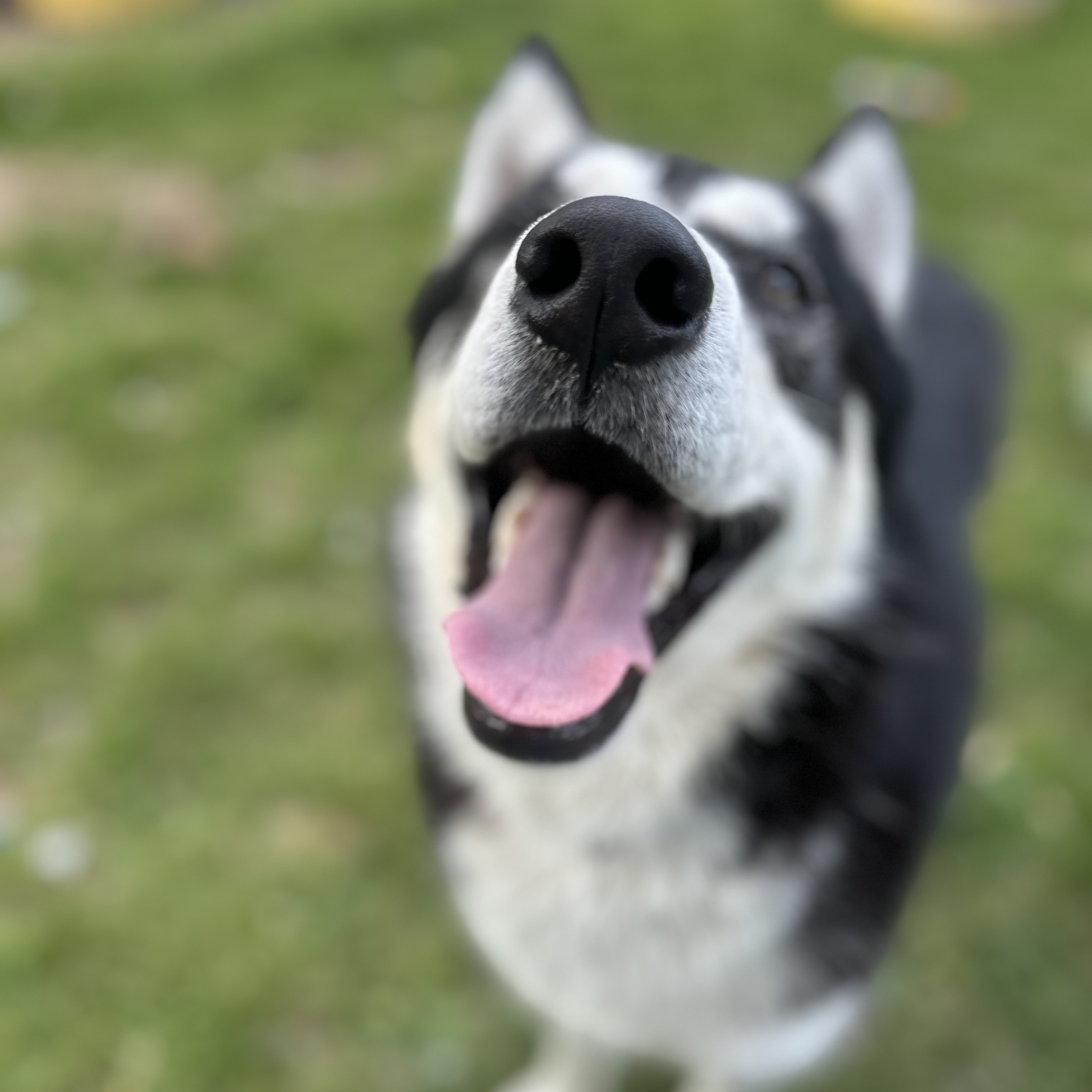 Enlarge Eric, a Adoptable Siberian Husky in INDIANAPOLIS, IN image 6/6