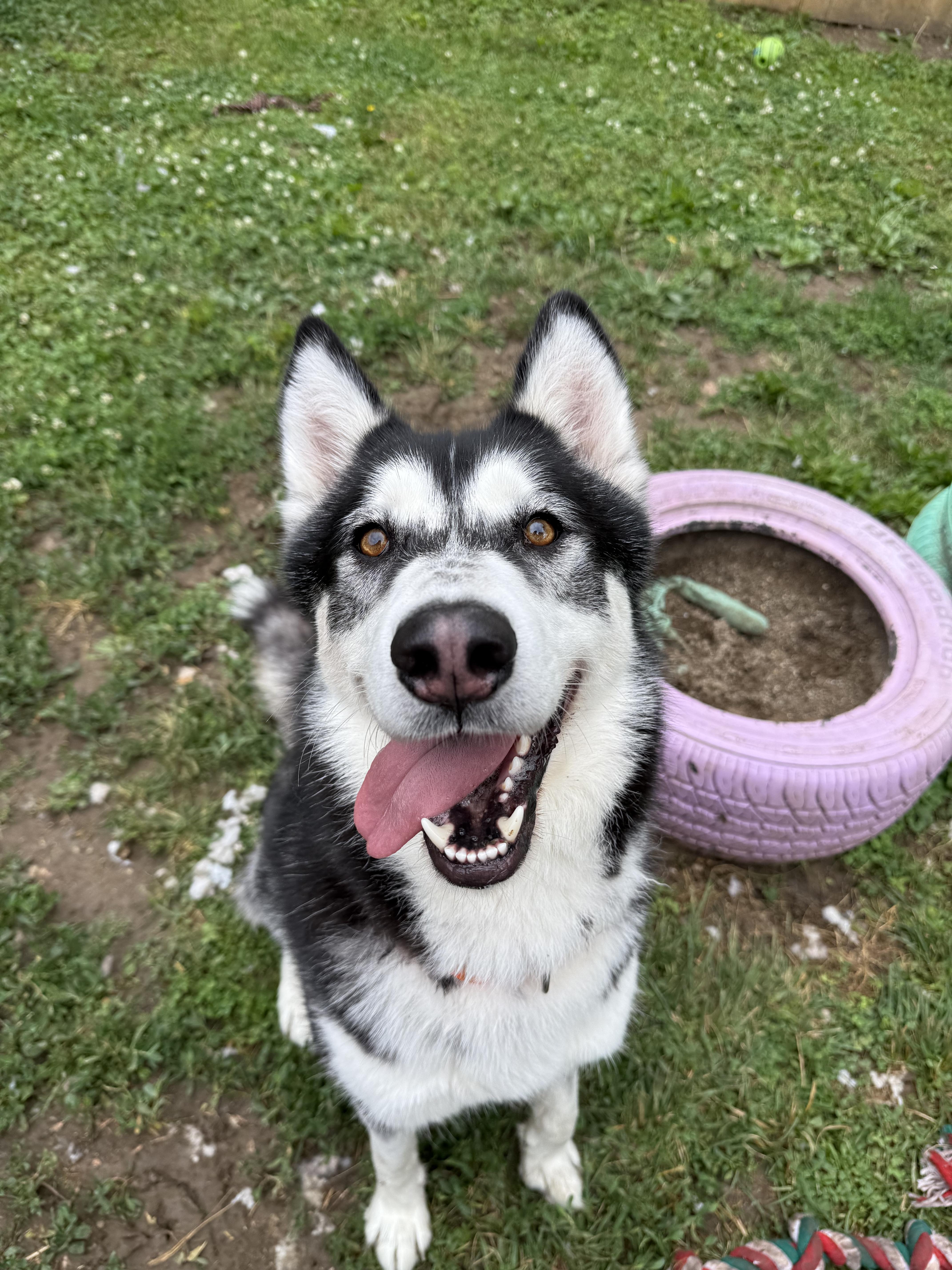 Eric, Adoptable, Adult Male Siberian Husky.