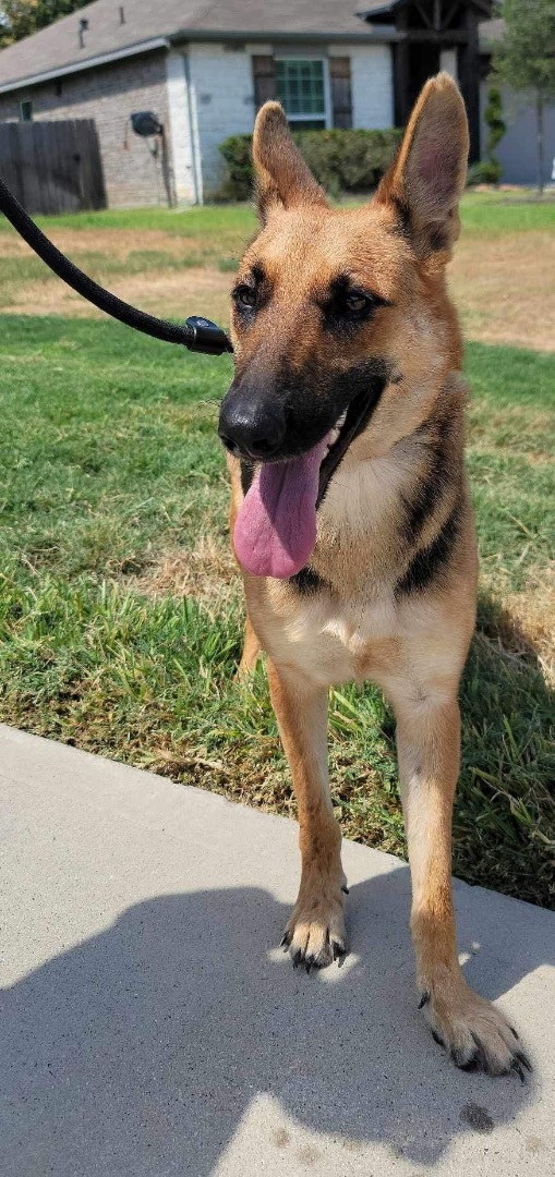 Enlarge Princess , a Adoptable mixed breed in white marsh, MD image 2/16