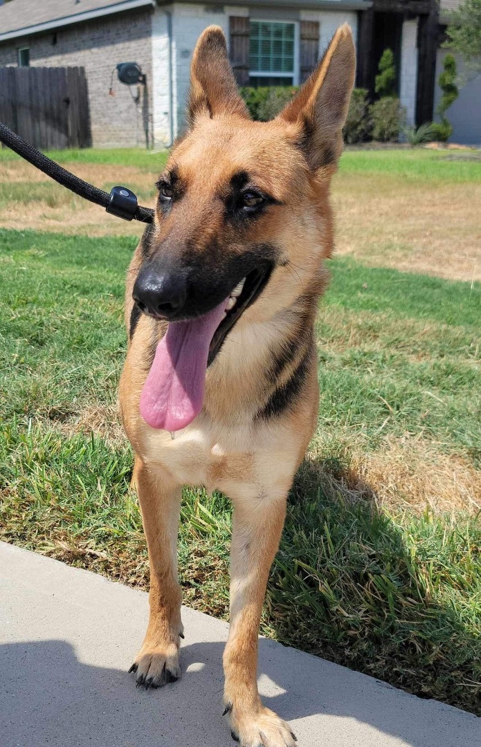 Enlarge Princess , a Adoptable mixed breed in white marsh, MD image 3/16