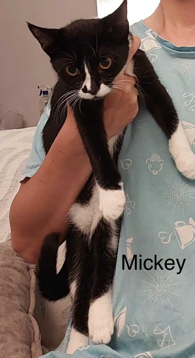 3 kittens Mickey, Chico and Blossom