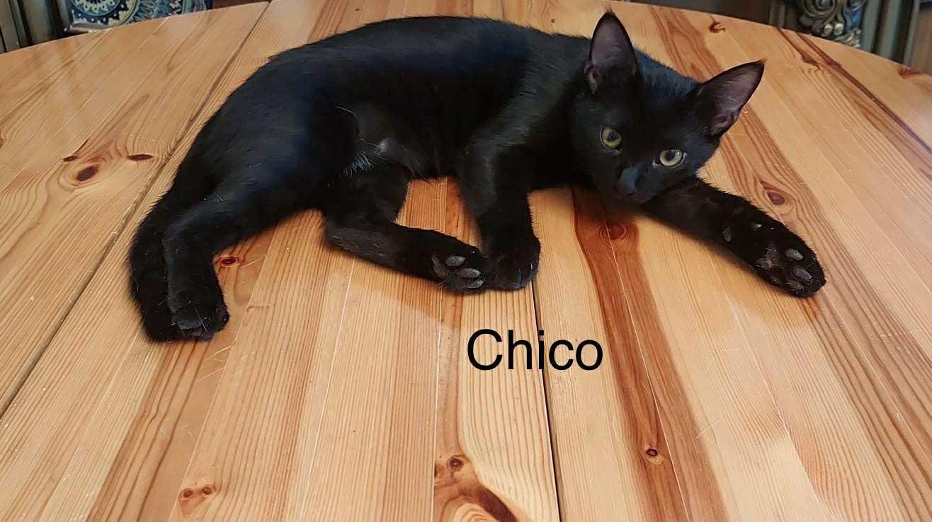 3 kittens Mickey, Chico and Blossom